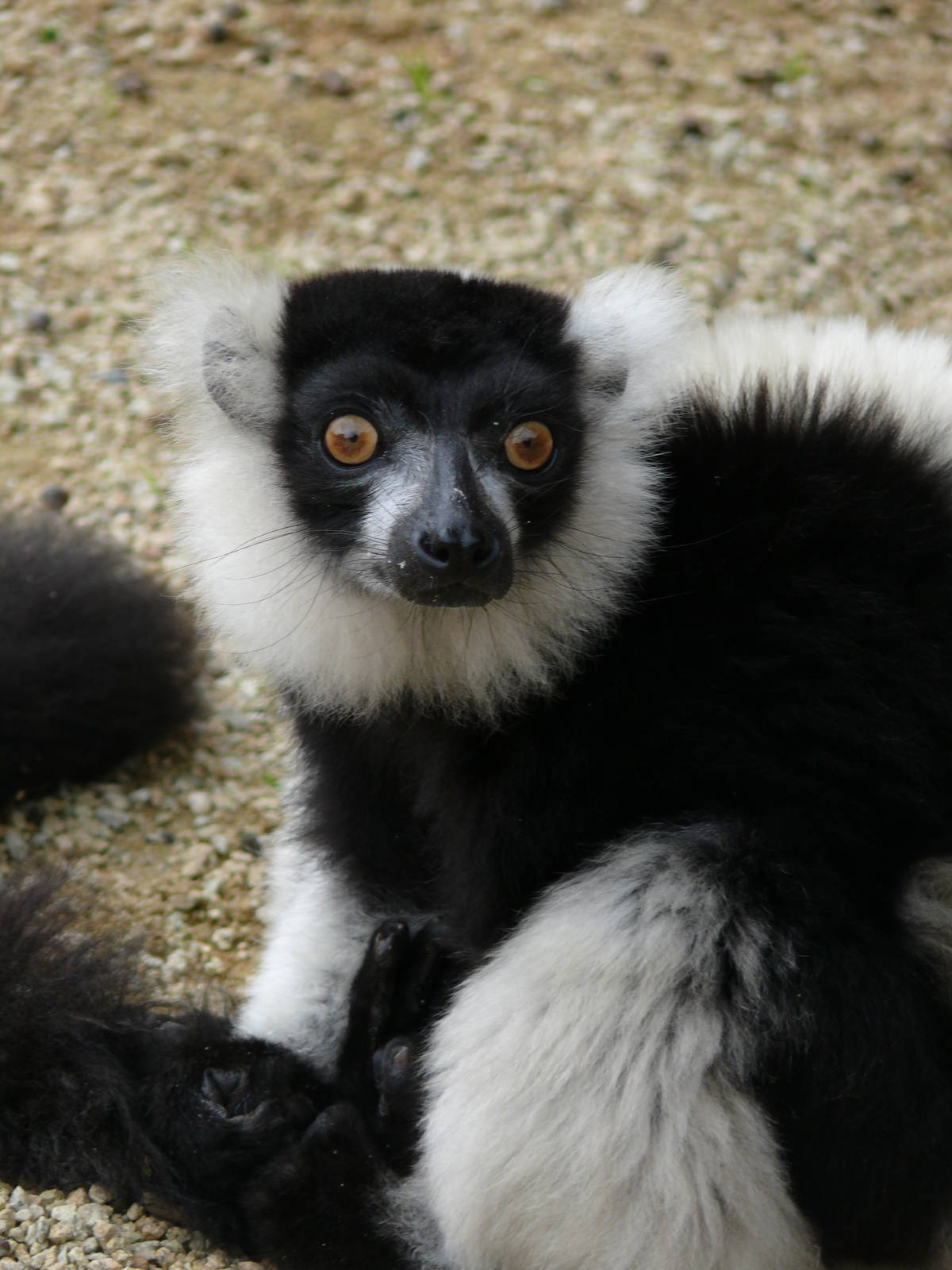 Black and White ruffed Lemur (Varecia varieagata variegata)