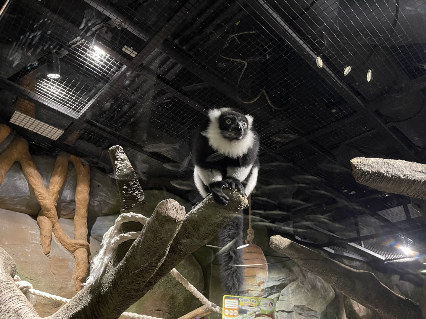 black-and-white ruffed lemur (varecia variegata) (1)