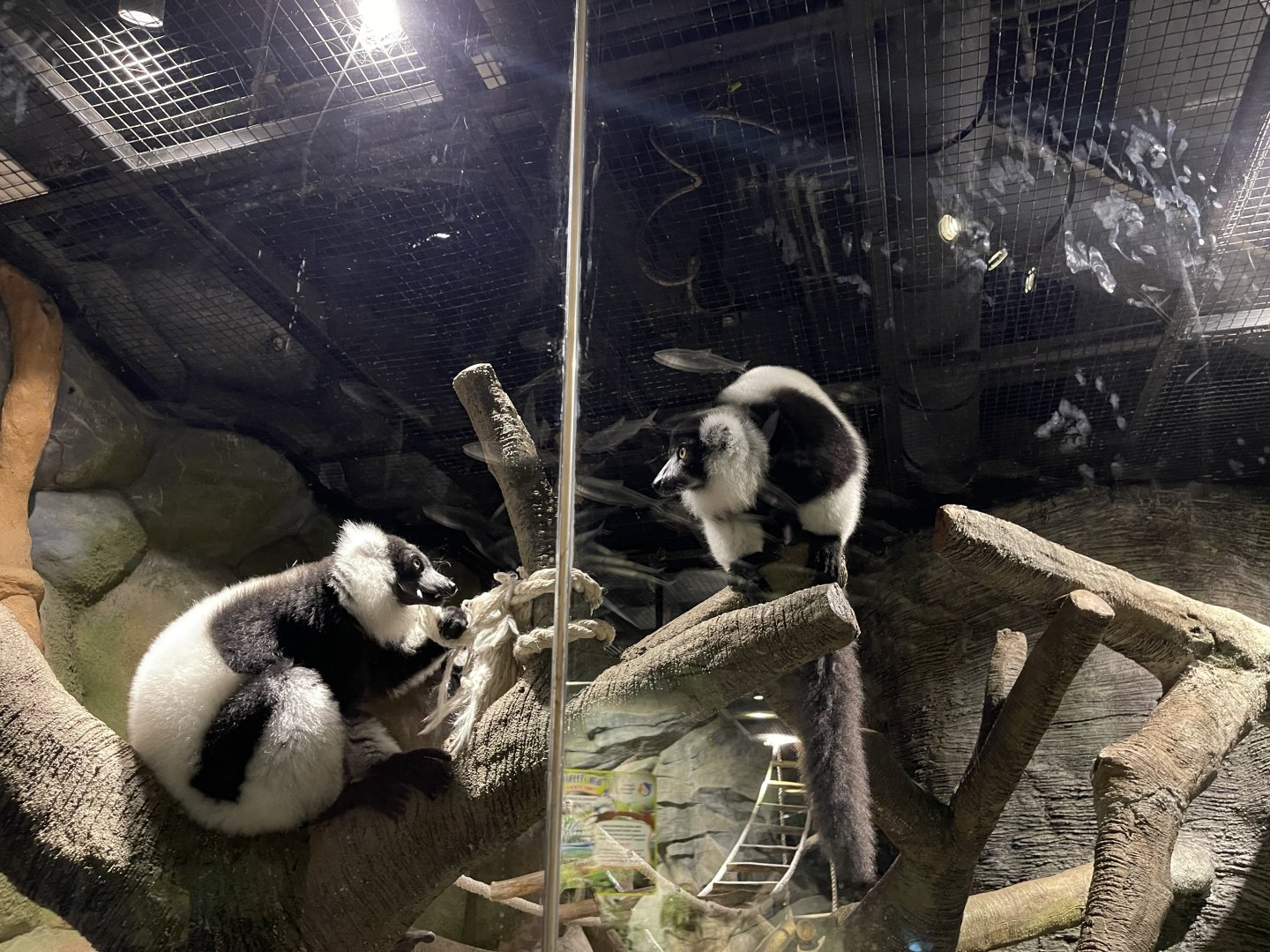 black-and-white ruffed lemur (varecia variegata) (2)