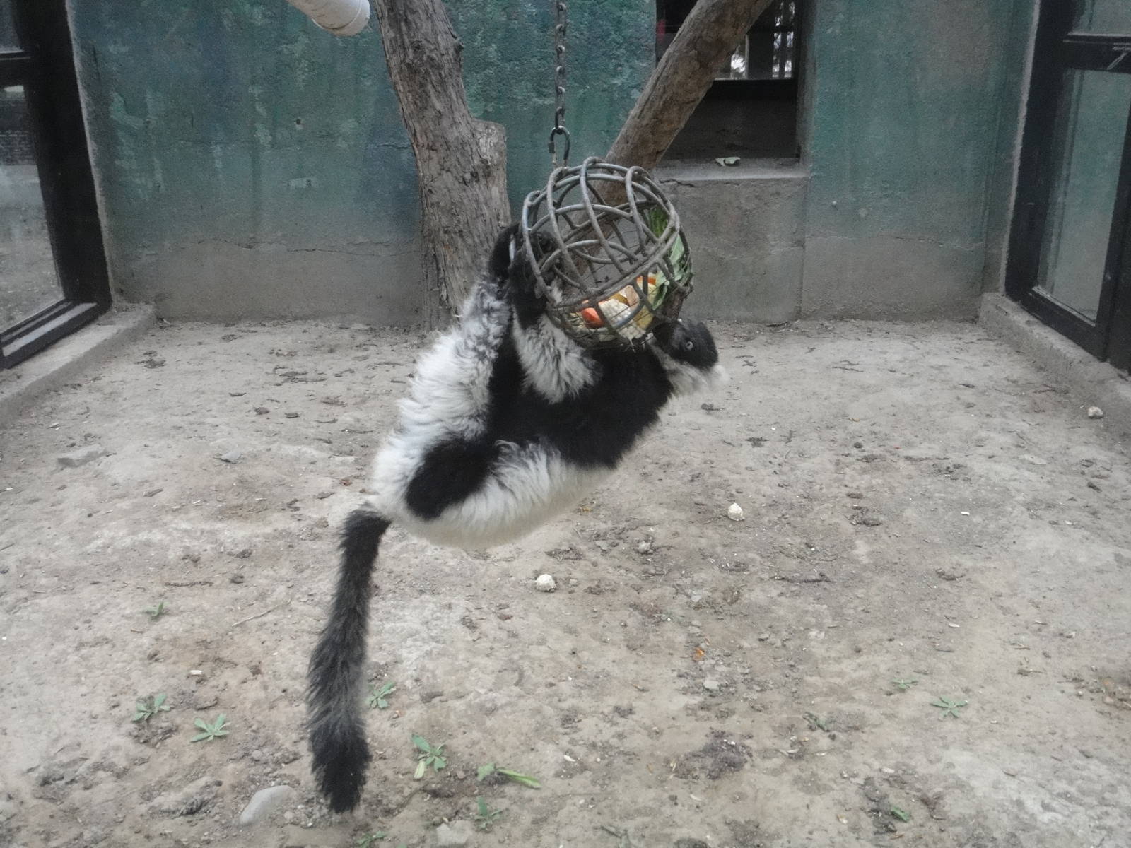Black-and-white ruffed lemur (Varecia variegata) enrichment