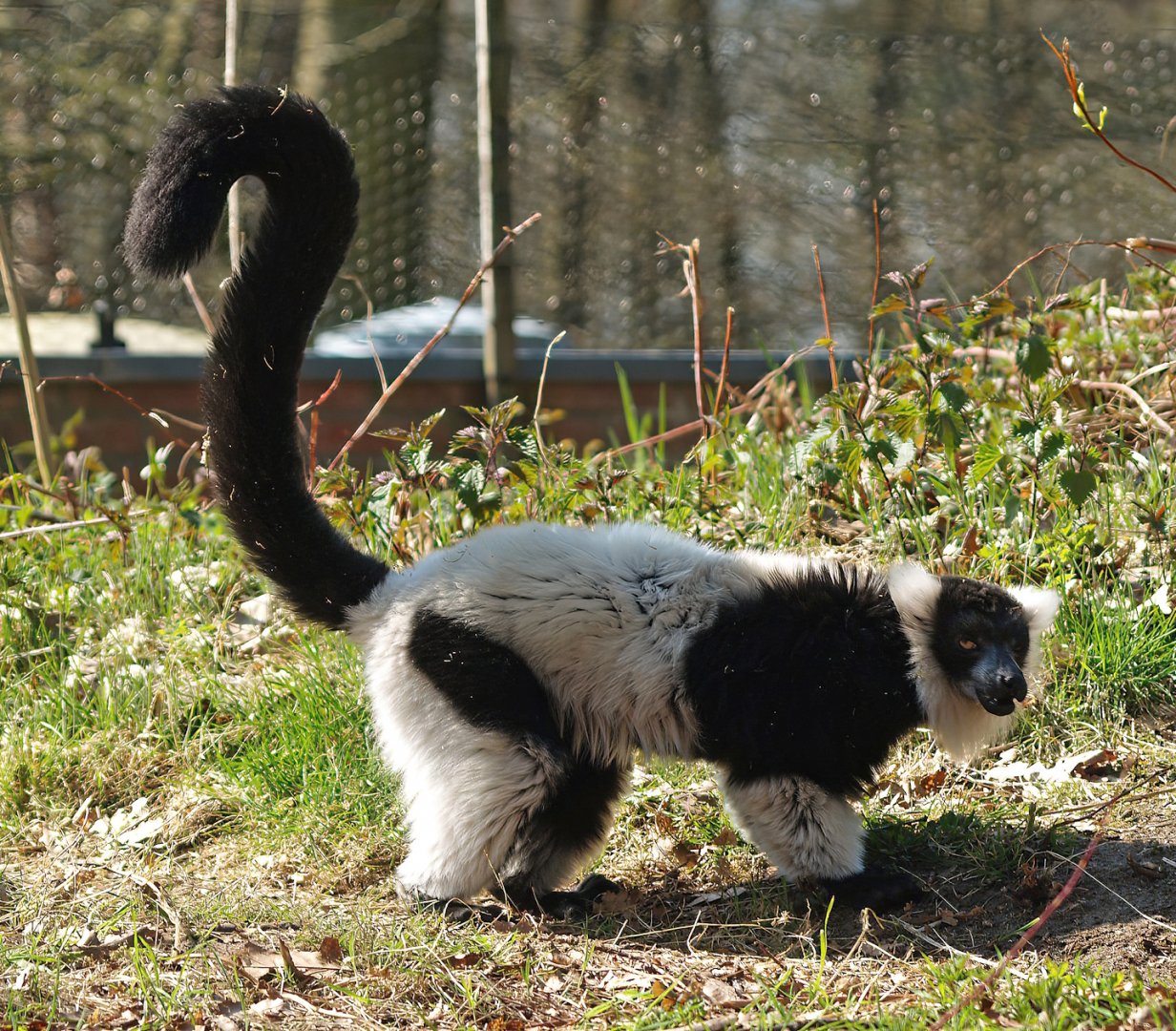 Black-and-white ruffed lemur (Varecia variegata variegata), 2010-04-18