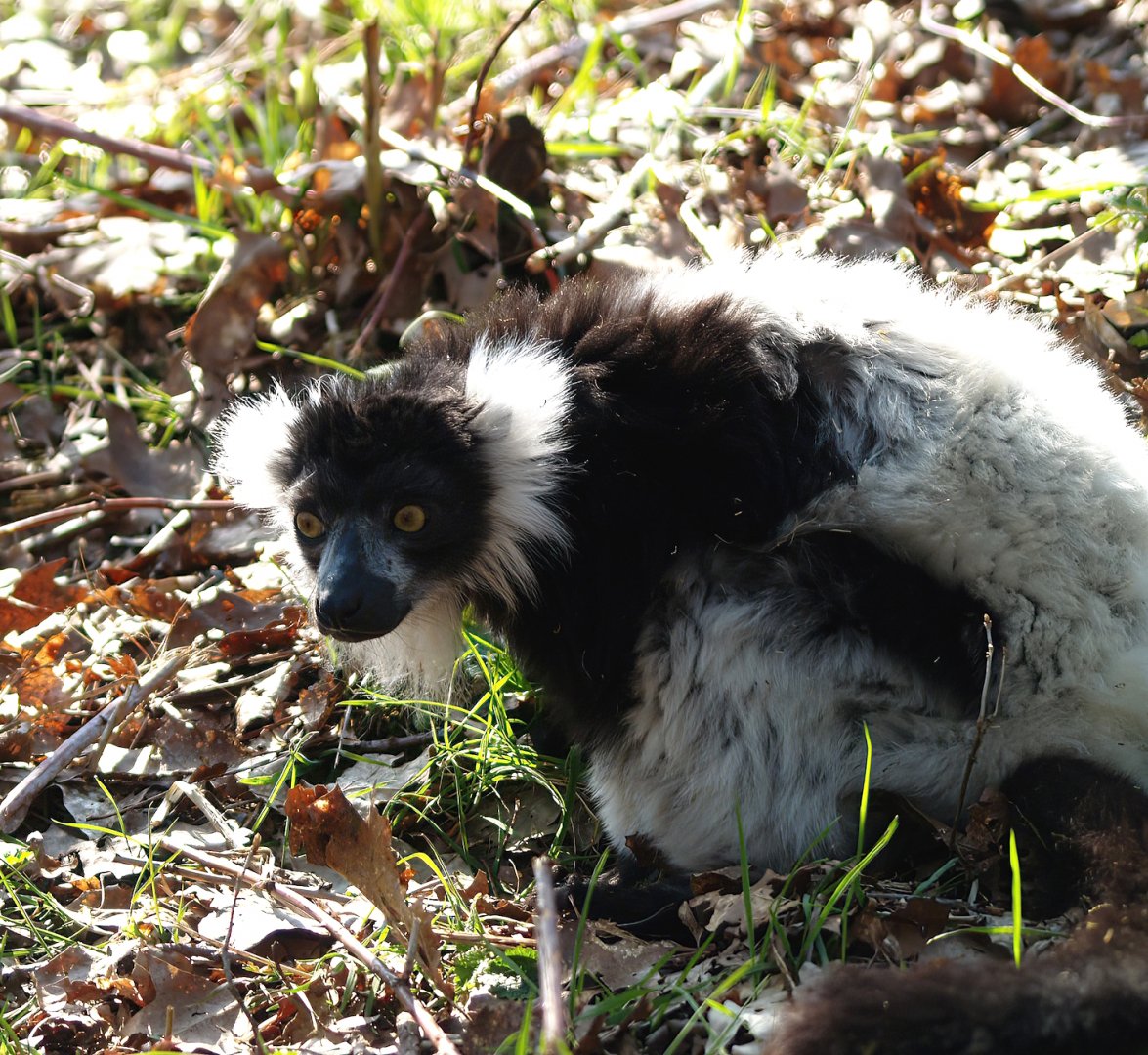 Black-and-white ruffed lemur (Varecia variegata variegata), 2010-04-18