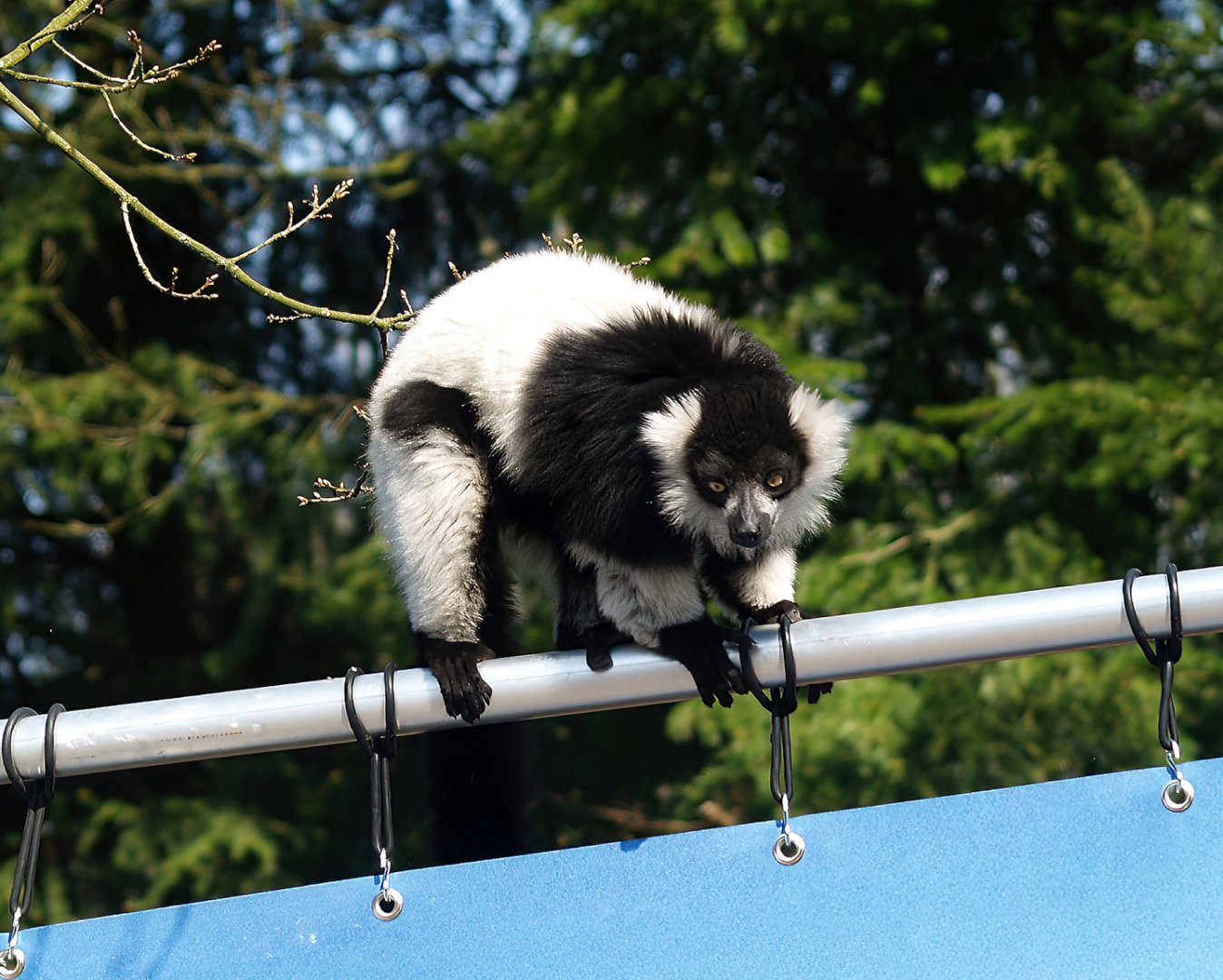 Black-and-white ruffed lemur (Varecia variegata variegata), 2010-04-18