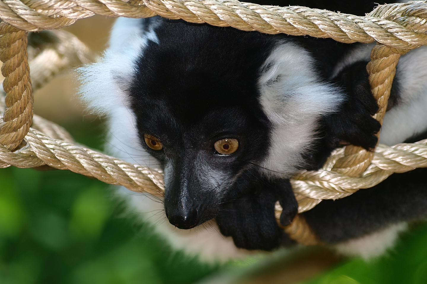 Black-and-white ruffed lemur (Varecia variegata variegata), 2015-08-01