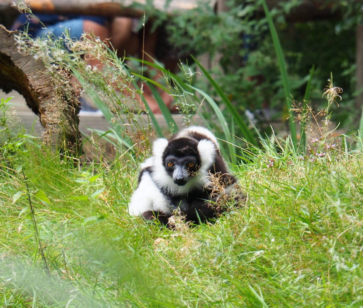 Black-and-white ruffed lemur (Varecia variegata variegata), 2019-08-11