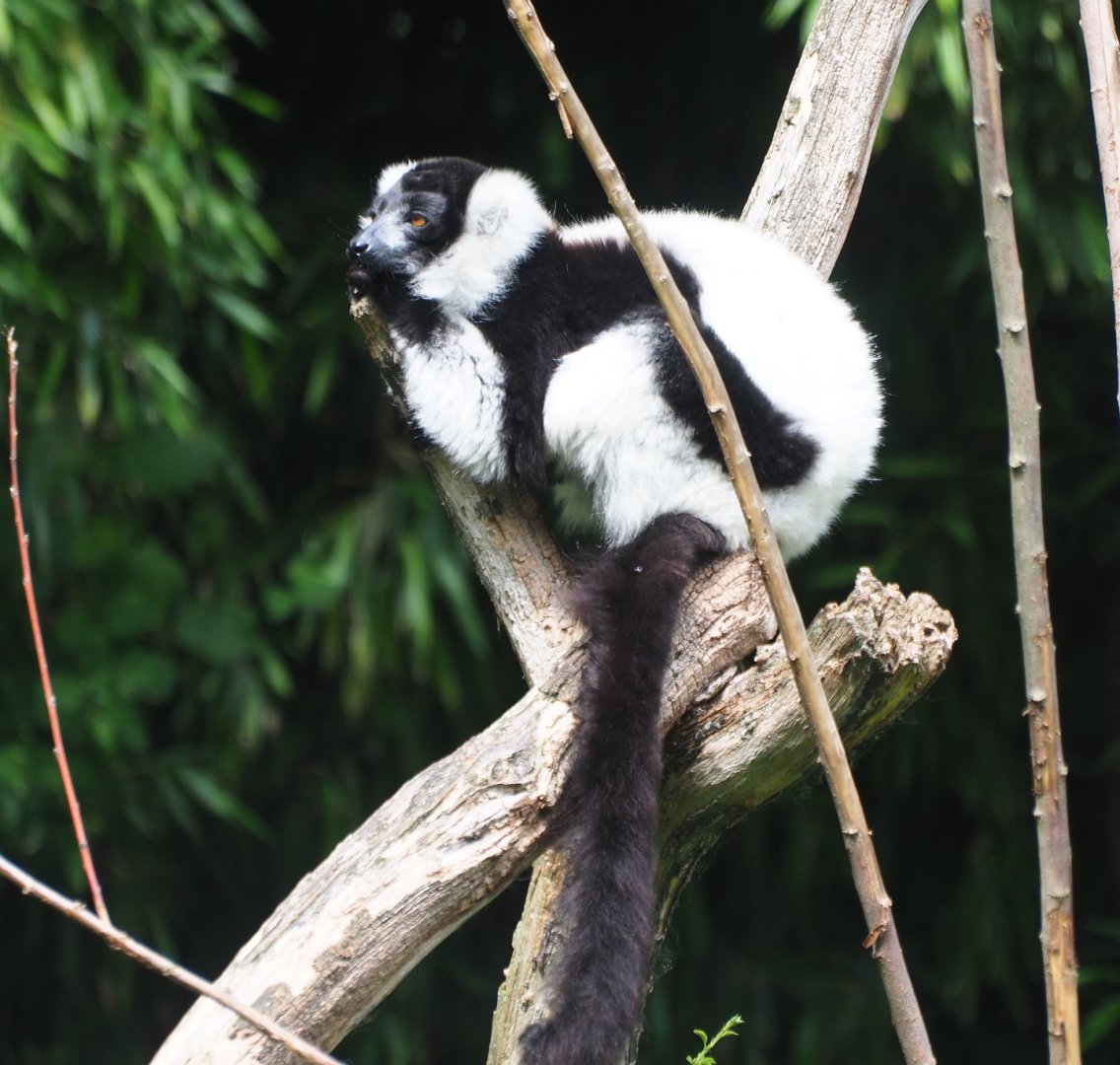 Black-and-white ruffed lemur (Varecia variegata variegata), 2019-08-11