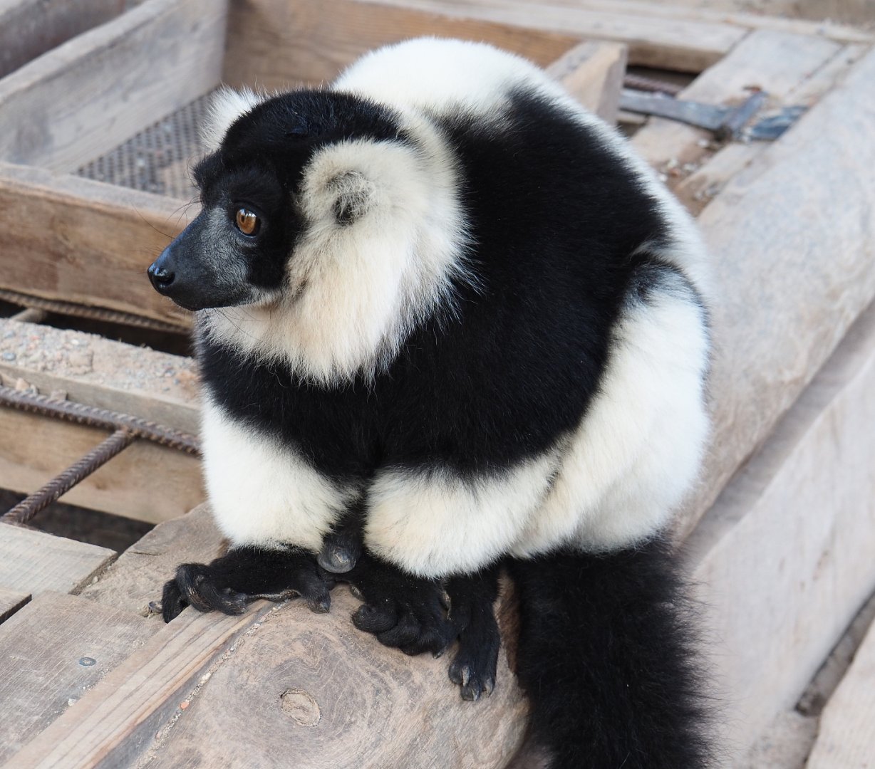 Black-and-white ruffed lemur (Varecia variegata variegata), 2019-10-04