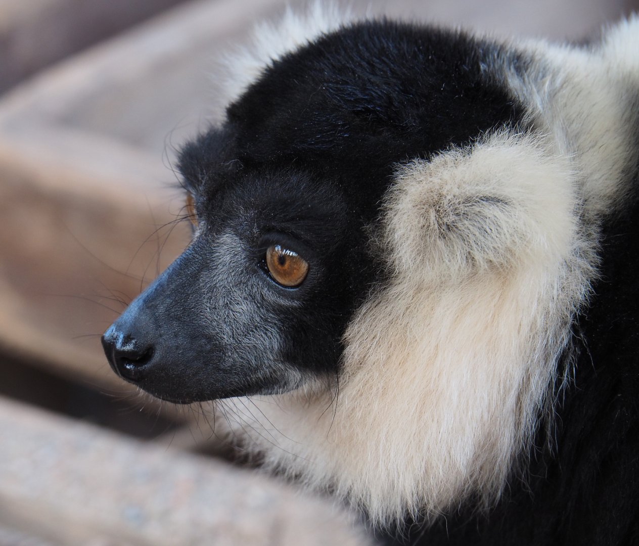 Black-and-white ruffed lemur (Varecia variegata variegata), 2019-10-04