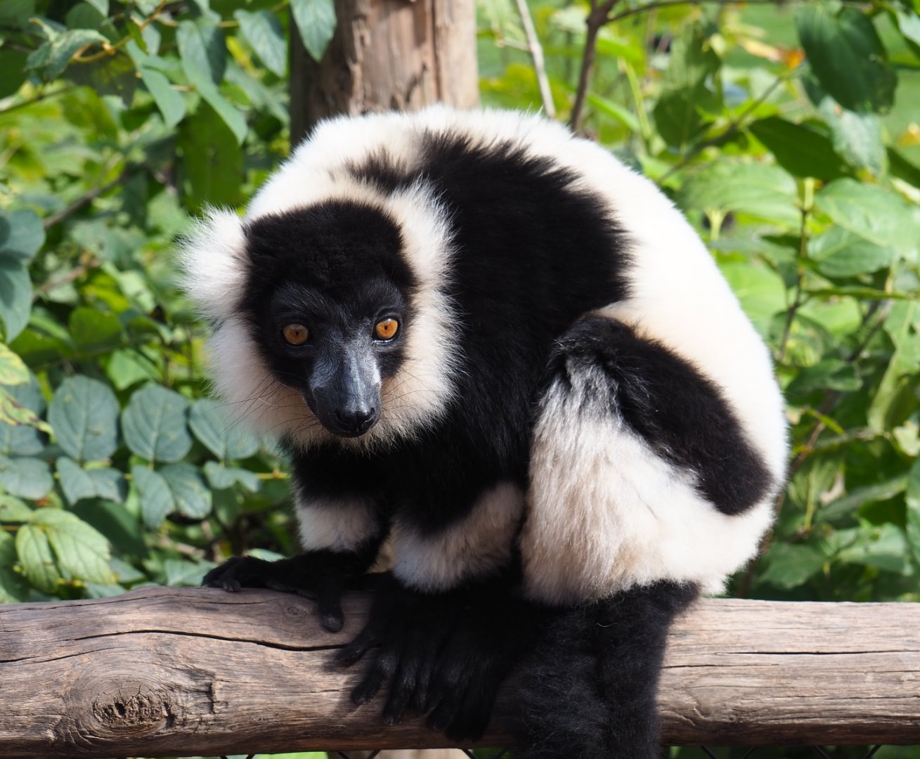 Black-and-white ruffed lemur (Varecia variegata variegata), 2019-10-04