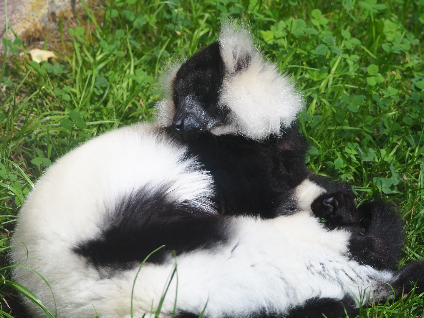 Black-and-white ruffed lemur (Varecia variegata variegata), 2020-06-20