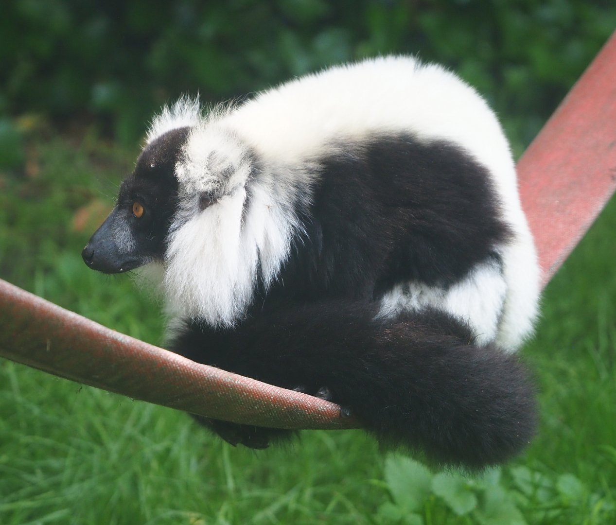 Black and white ruffed lemur (Varecia variegata variegata), 2021-06-15