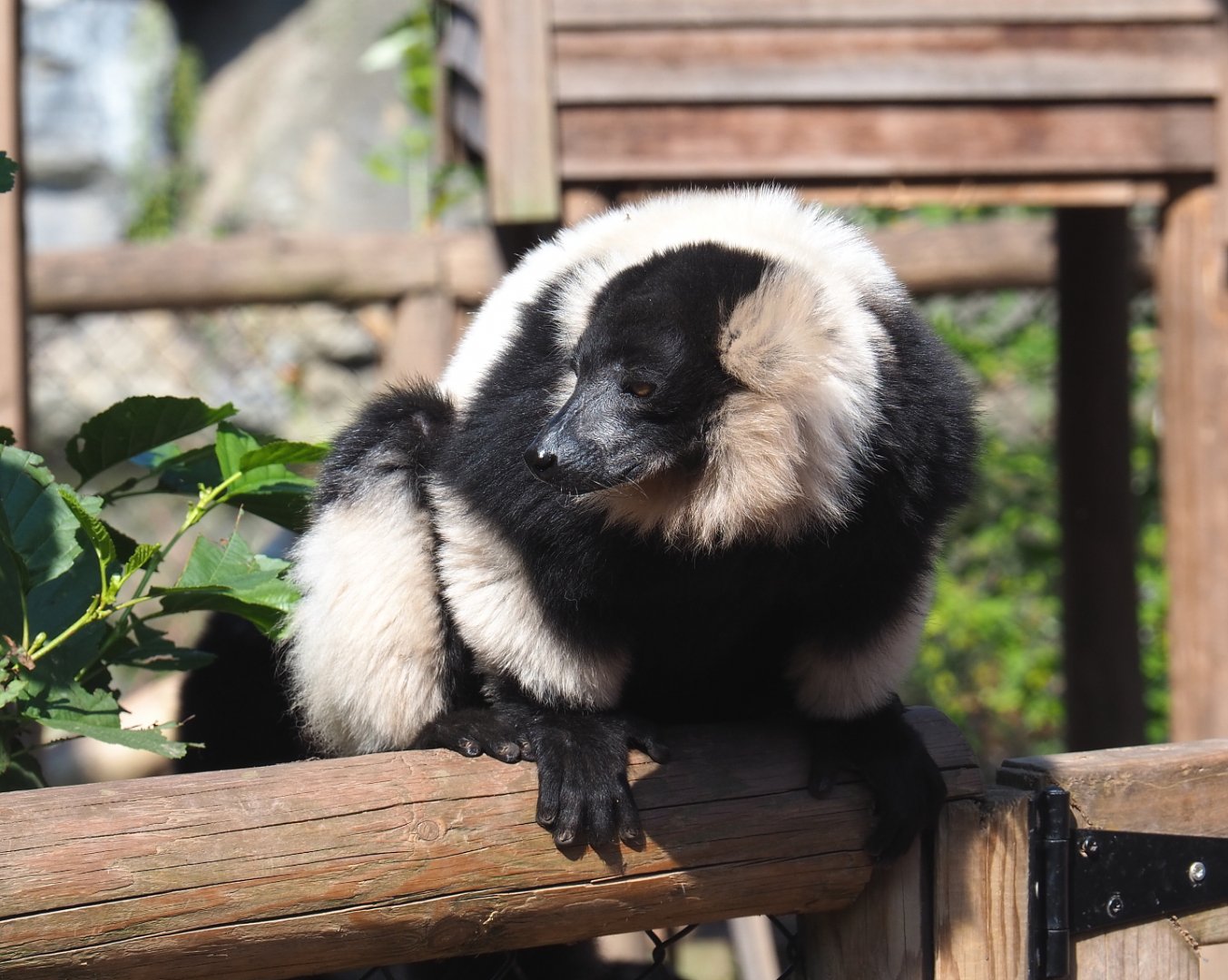 Black and white ruffed lemur (Varecia variegata variegata), 2021-09-02