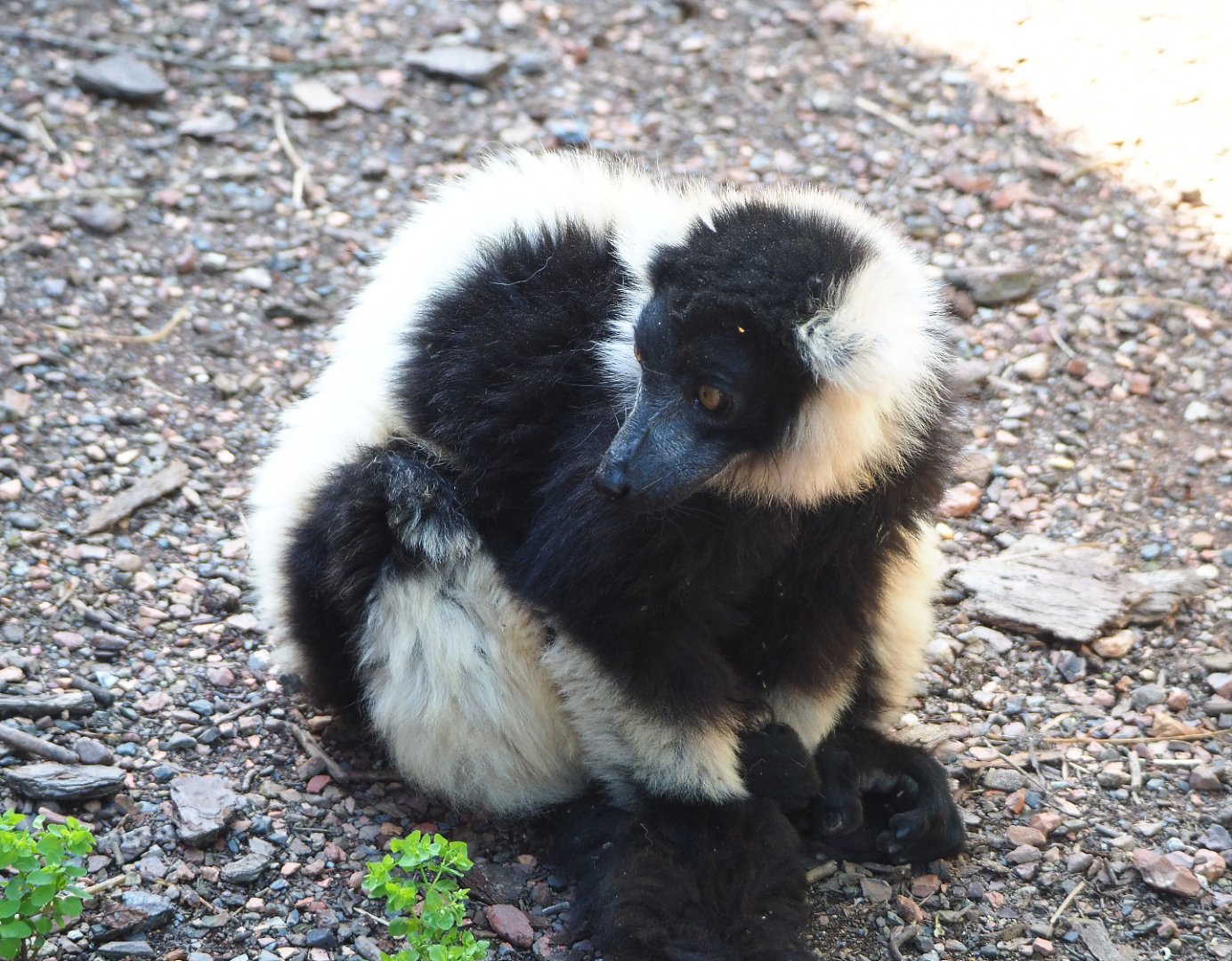Black and white ruffed lemur (Varecia variegata variegata), 2022-06-28