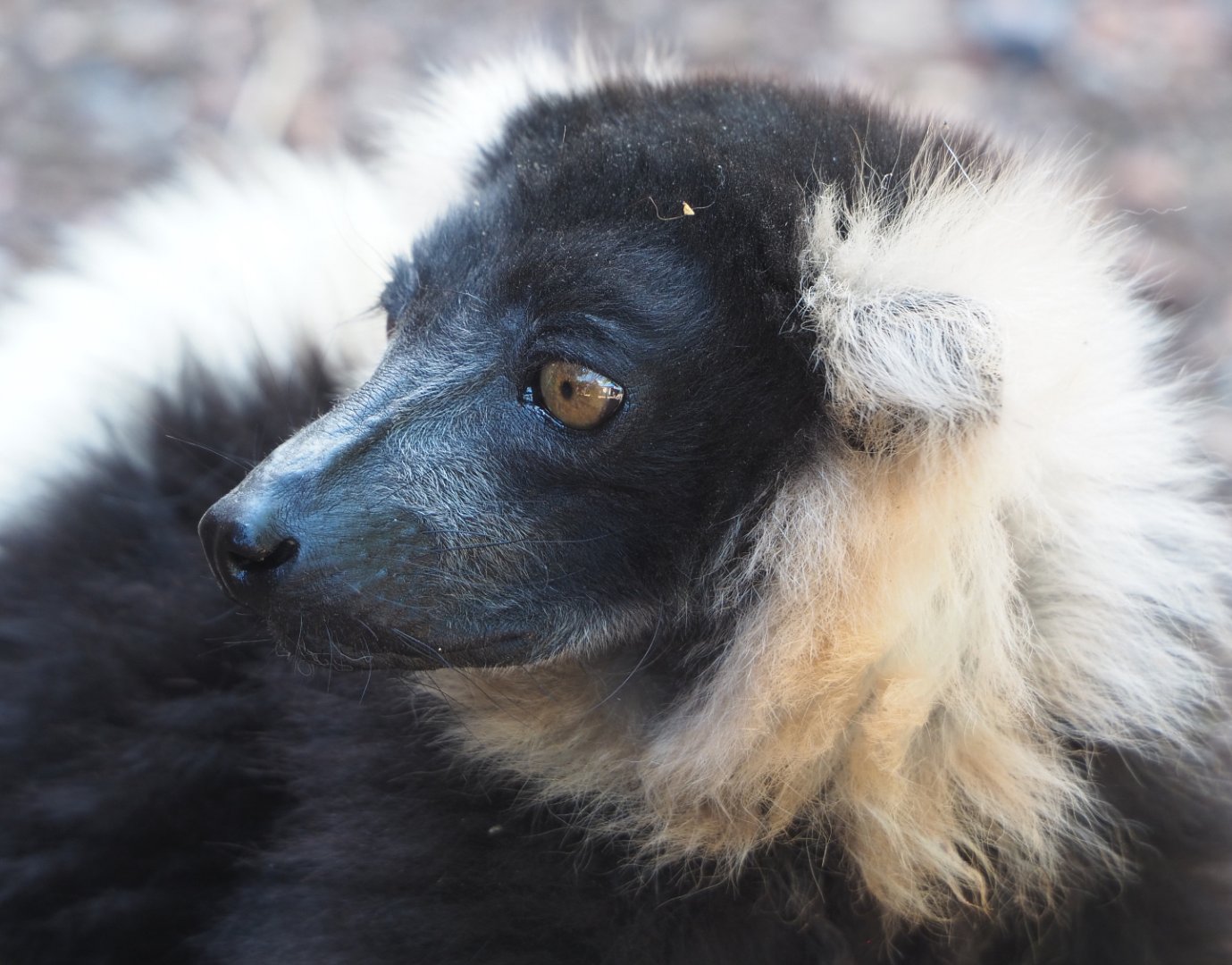 Black and white ruffed lemur (Varecia variegata variegata), 2022-06-28