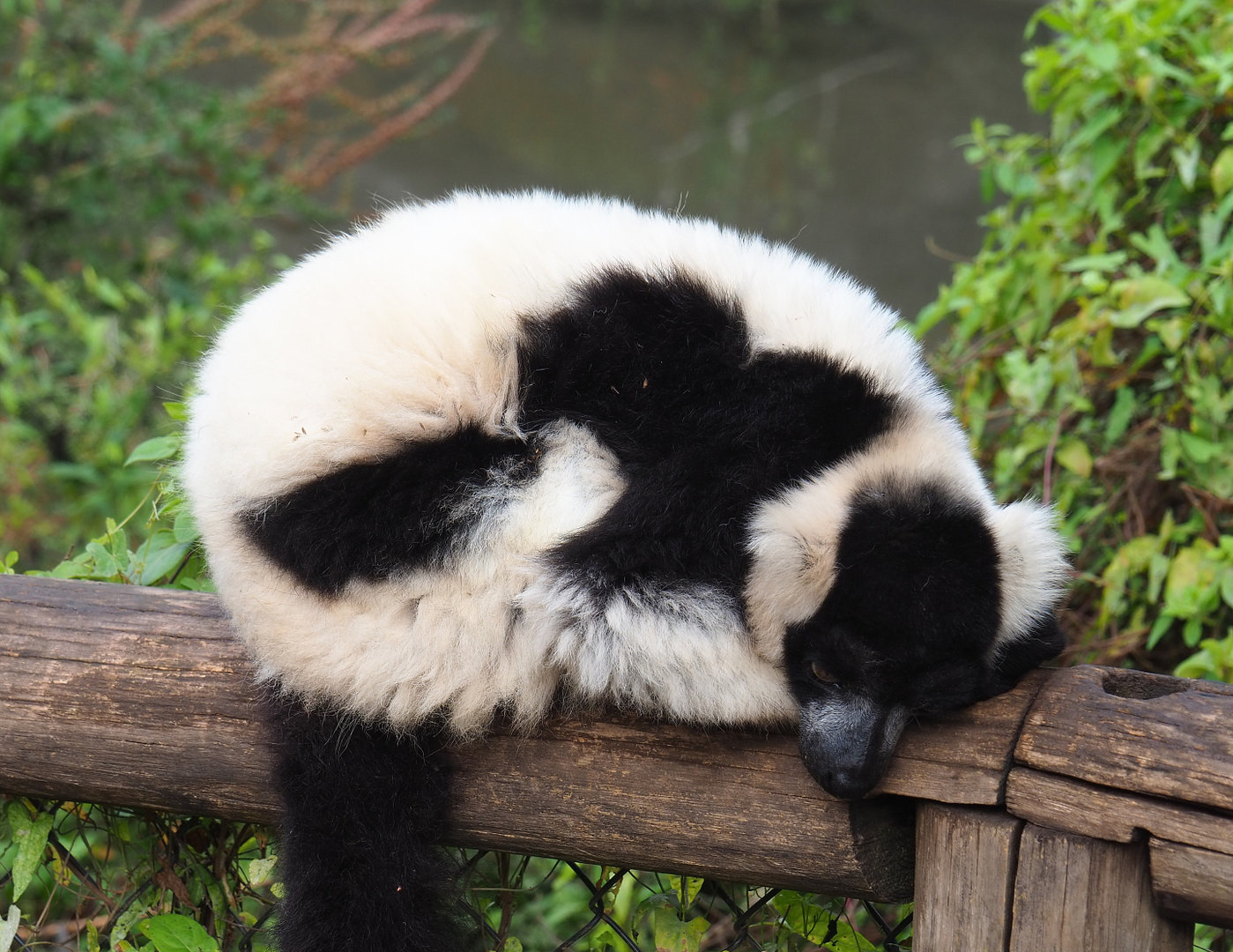 Black and white ruffed lemur (Varecia variegata variegata), 2022-09-15