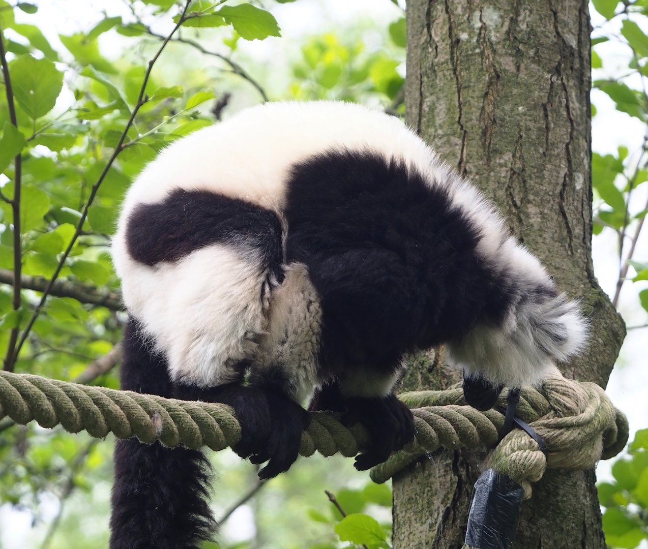 Black and white ruffed lemur (Varecia variegata variegata), 2023-05-15