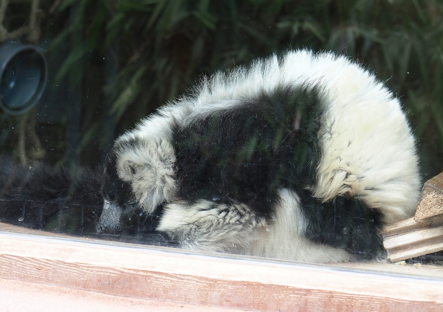 Black and white ruffed lemur (Varecia variegata variegata), 2023-05-16