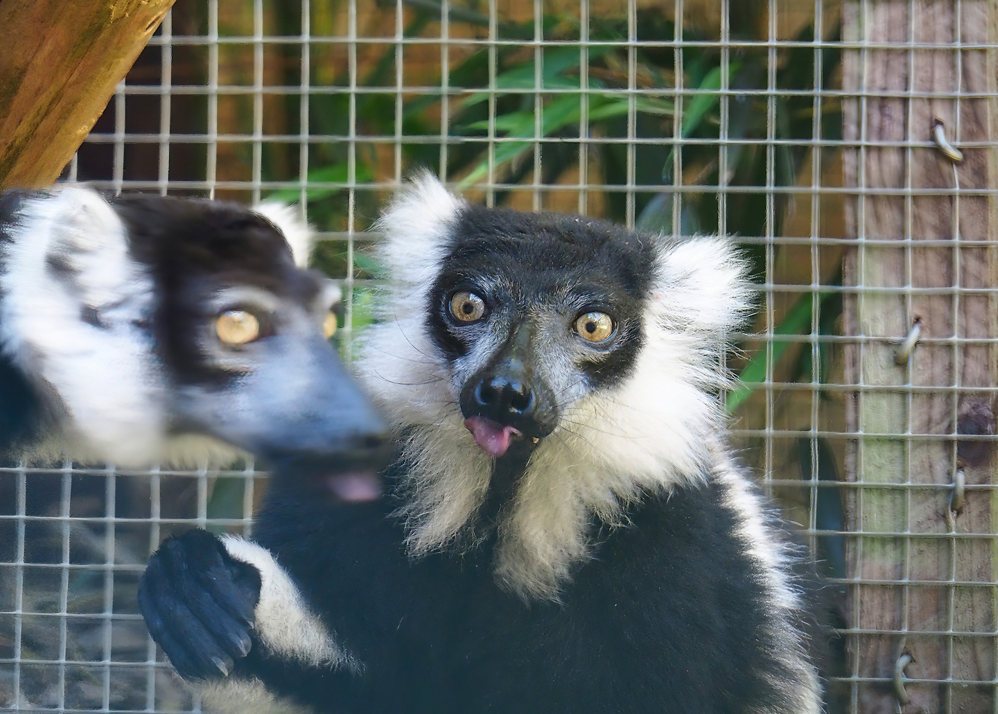 Black-and-white ruffed lemur (Varecia variegata variegata), 2023-06-24