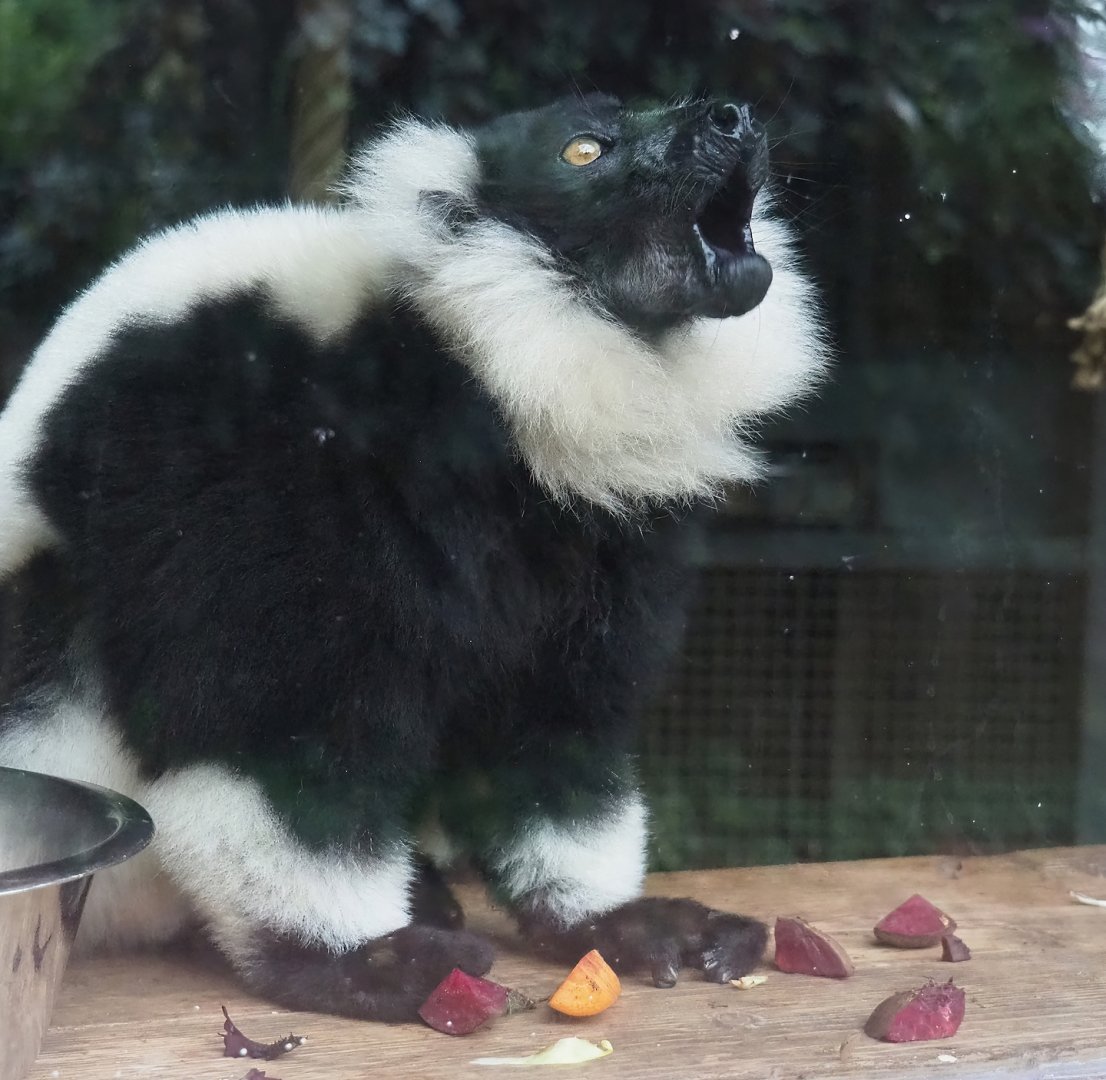 Black and white ruffed lemur (Varecia variegata variegata), 2023-10-13
