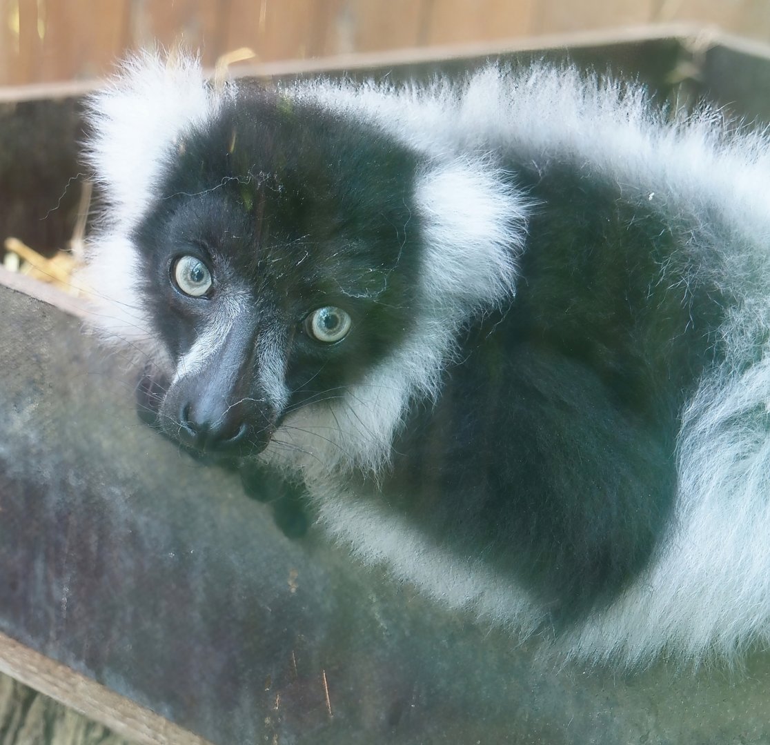 Black-and-white ruffed lemur (Varecia variegata variegata), 2024-06-08