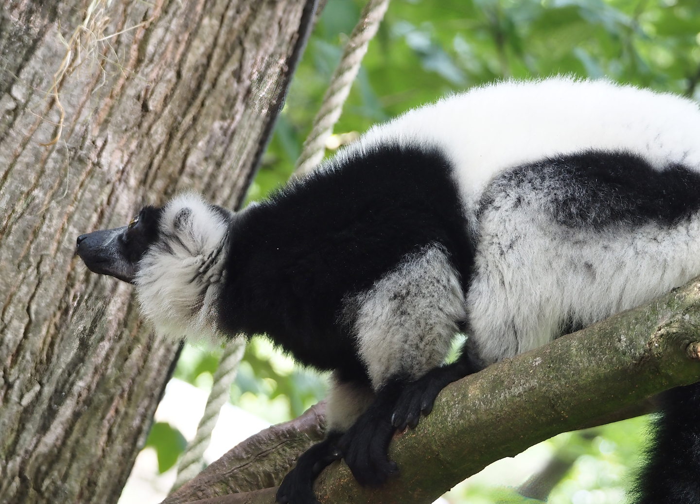 Black and white ruffed lemur (Varecia variegata variegata), 2024-08-18