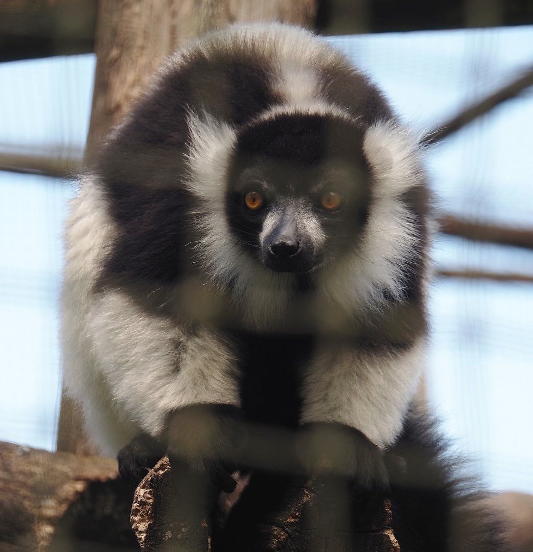 Black-and-white ruffed lemur (Varecia variegata variegata), 2025-05-22