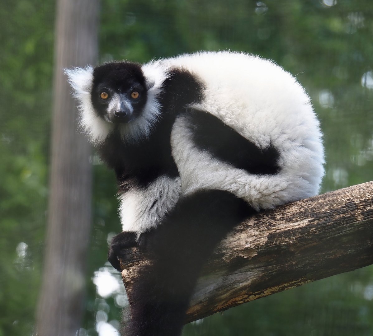 Black-and-white ruffed lemur (Varecia variegata variegata), 2025-05-22