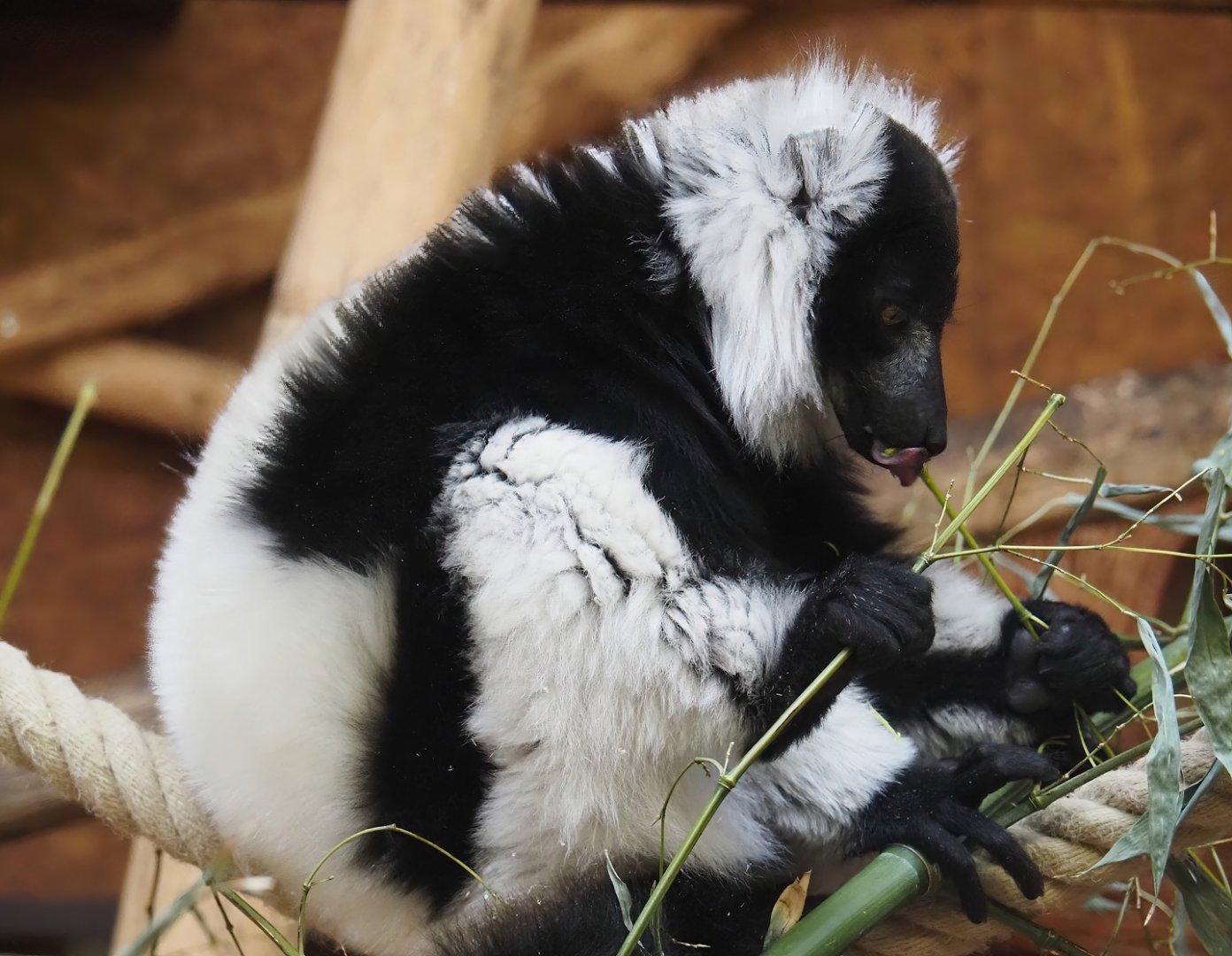 Black-and-white ruffed lemur (Varecia variegata variegata), 2025-05-22