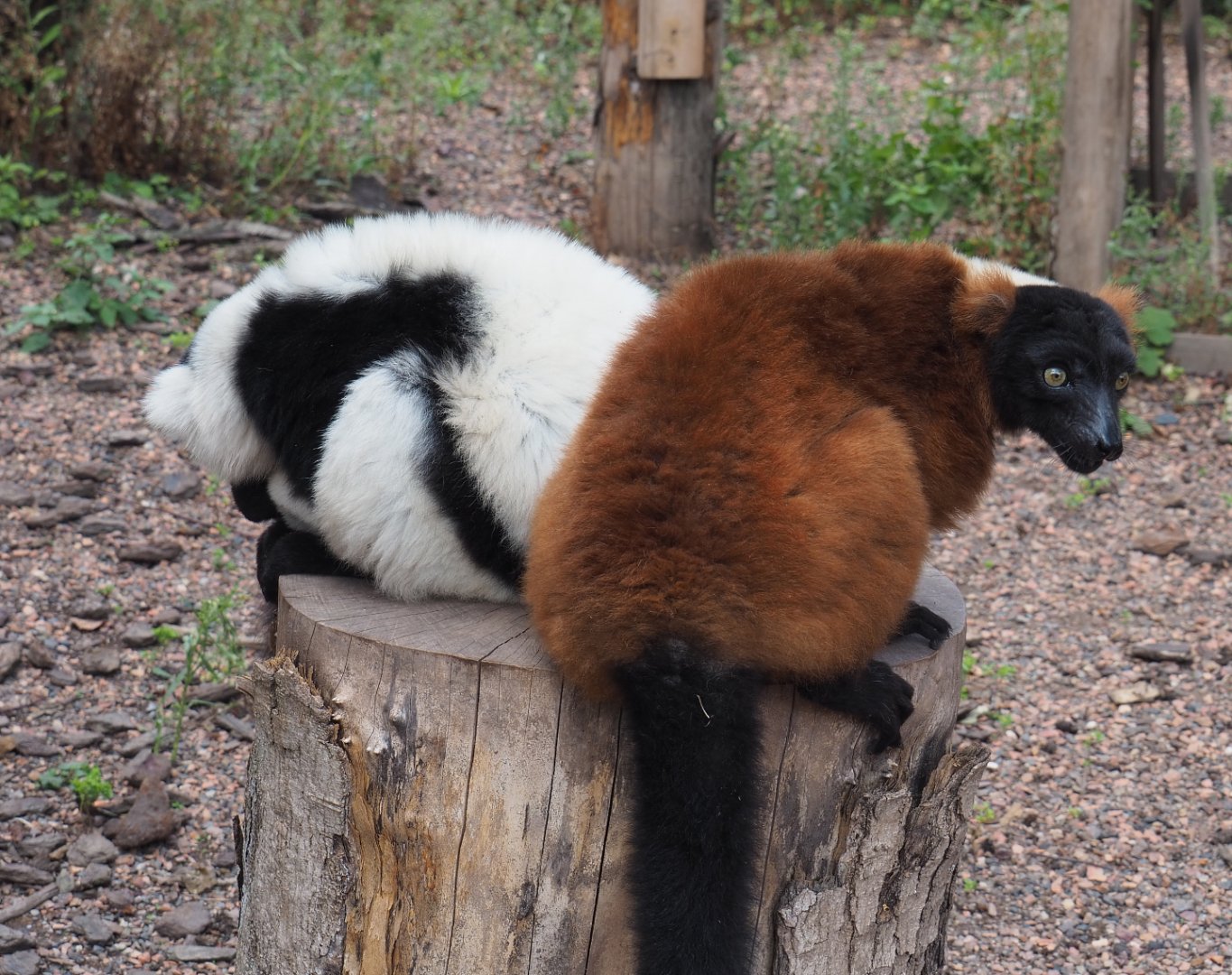 Black-and white-ruffed lemur (Varecia variegata variegata) and Red ruffed lemur (Varecia rubra), 2020-09-02