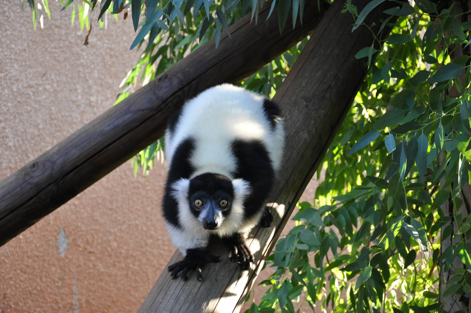 Black-and-white ruffed lemur/ Varecia variegata variegata