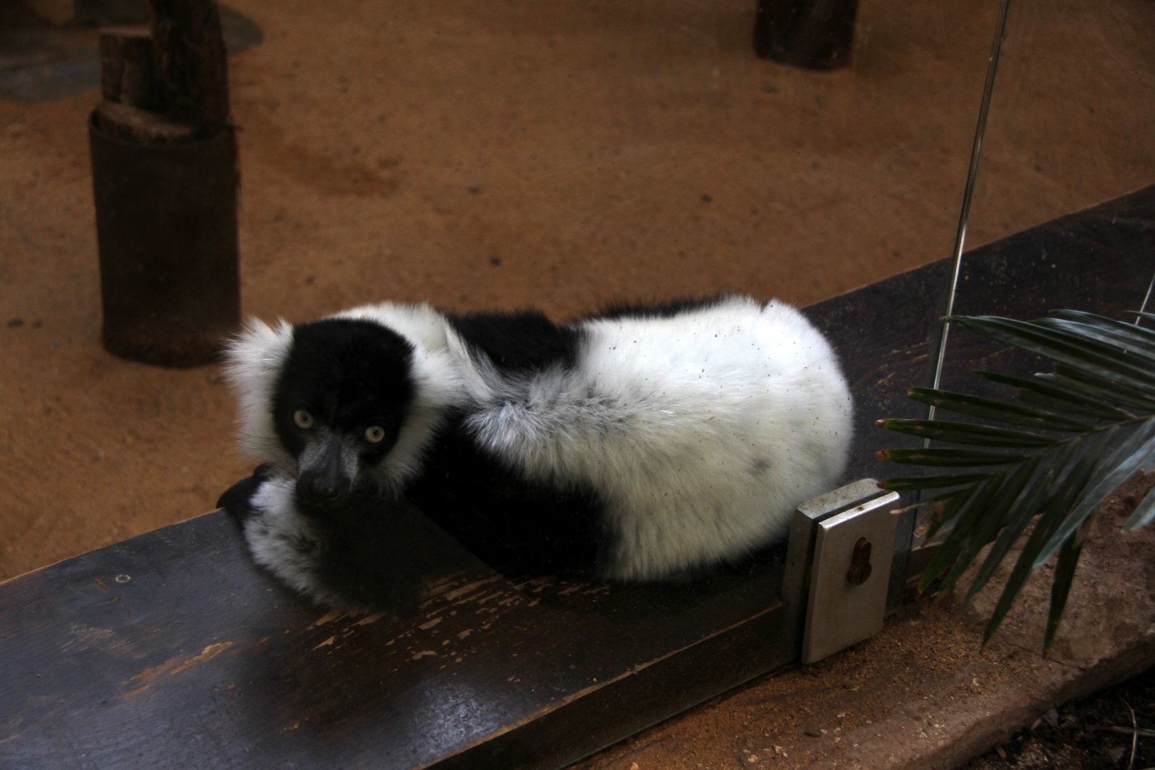 black and white ruffed lemur (Varecia variegata variegata)