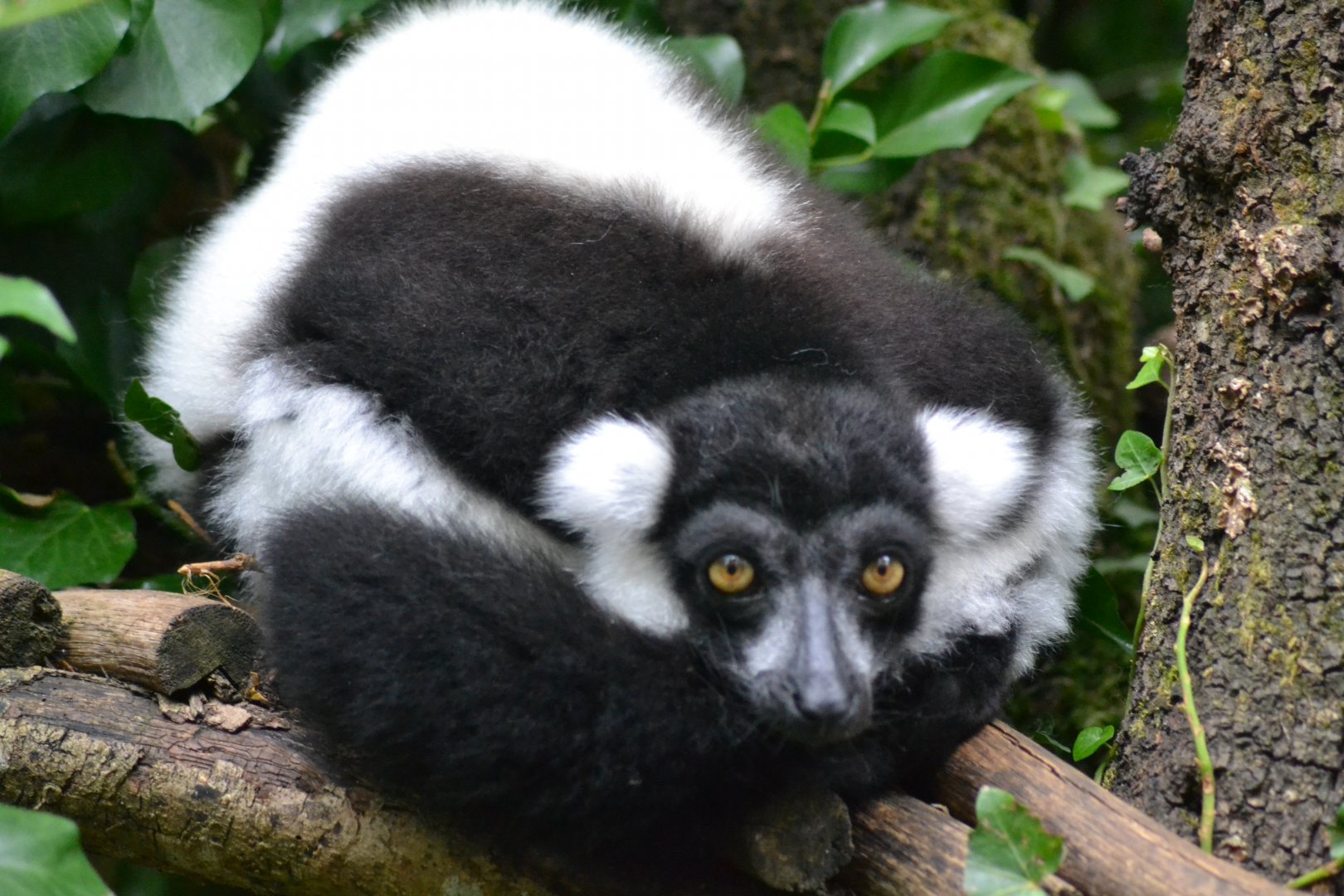 Black and white ruffed lemur - Varecia variegata variegata