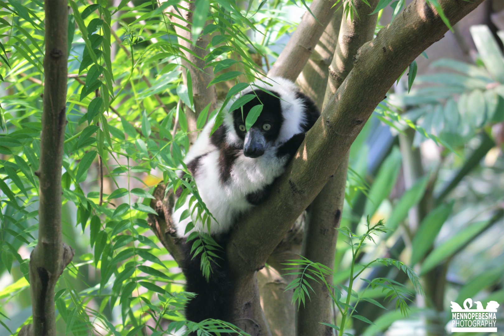 Black-and-white ruffed lemur (Varecia variegata variegata)
