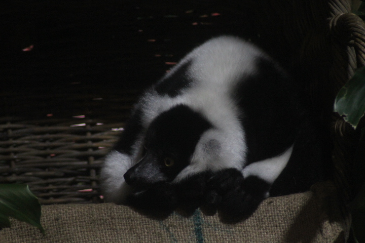 Black-and-white ruffed lemur (Varecia variegata variegata)