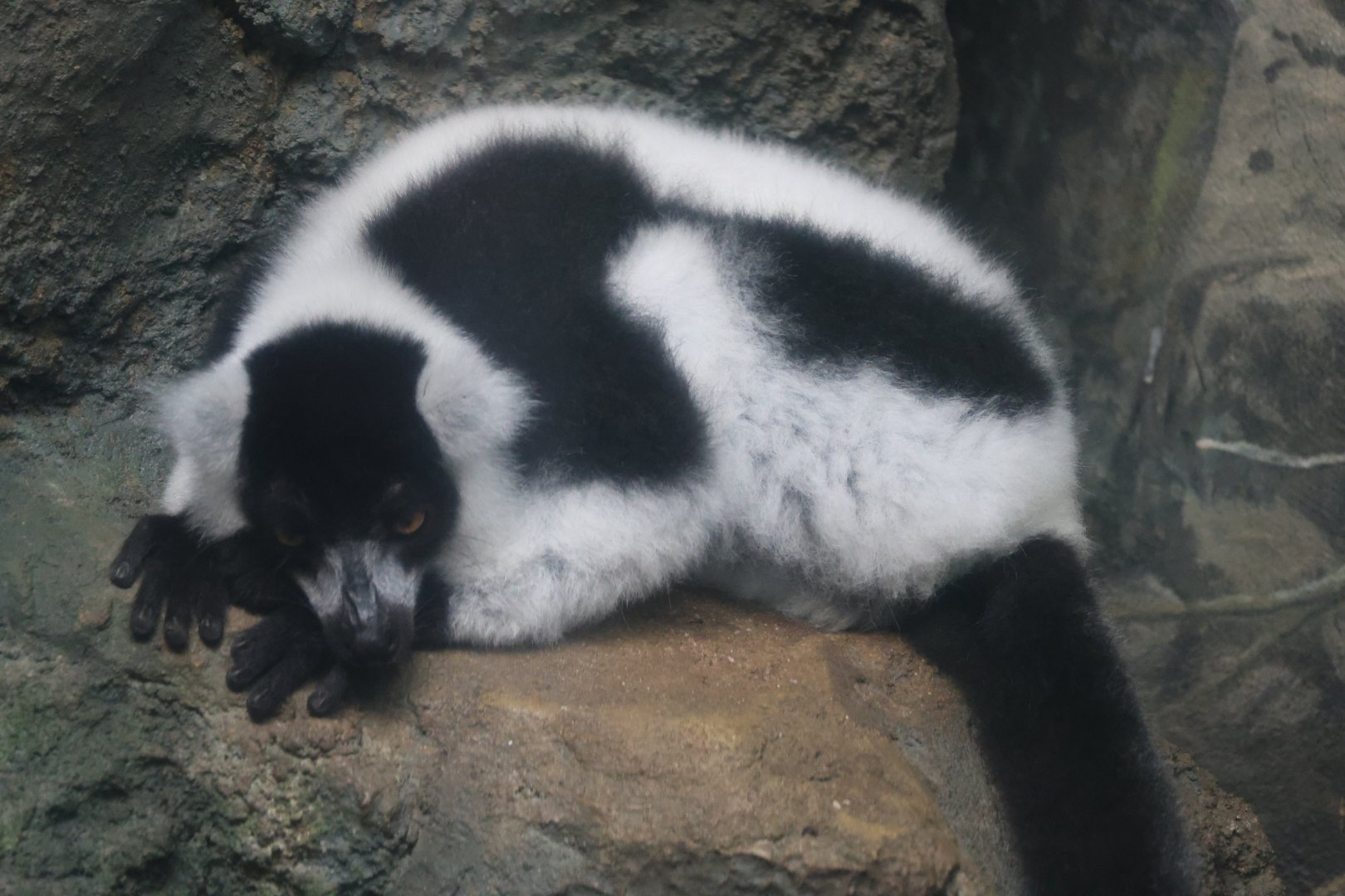 Black-and-white ruffed lemur (Varecia variegata variegata)