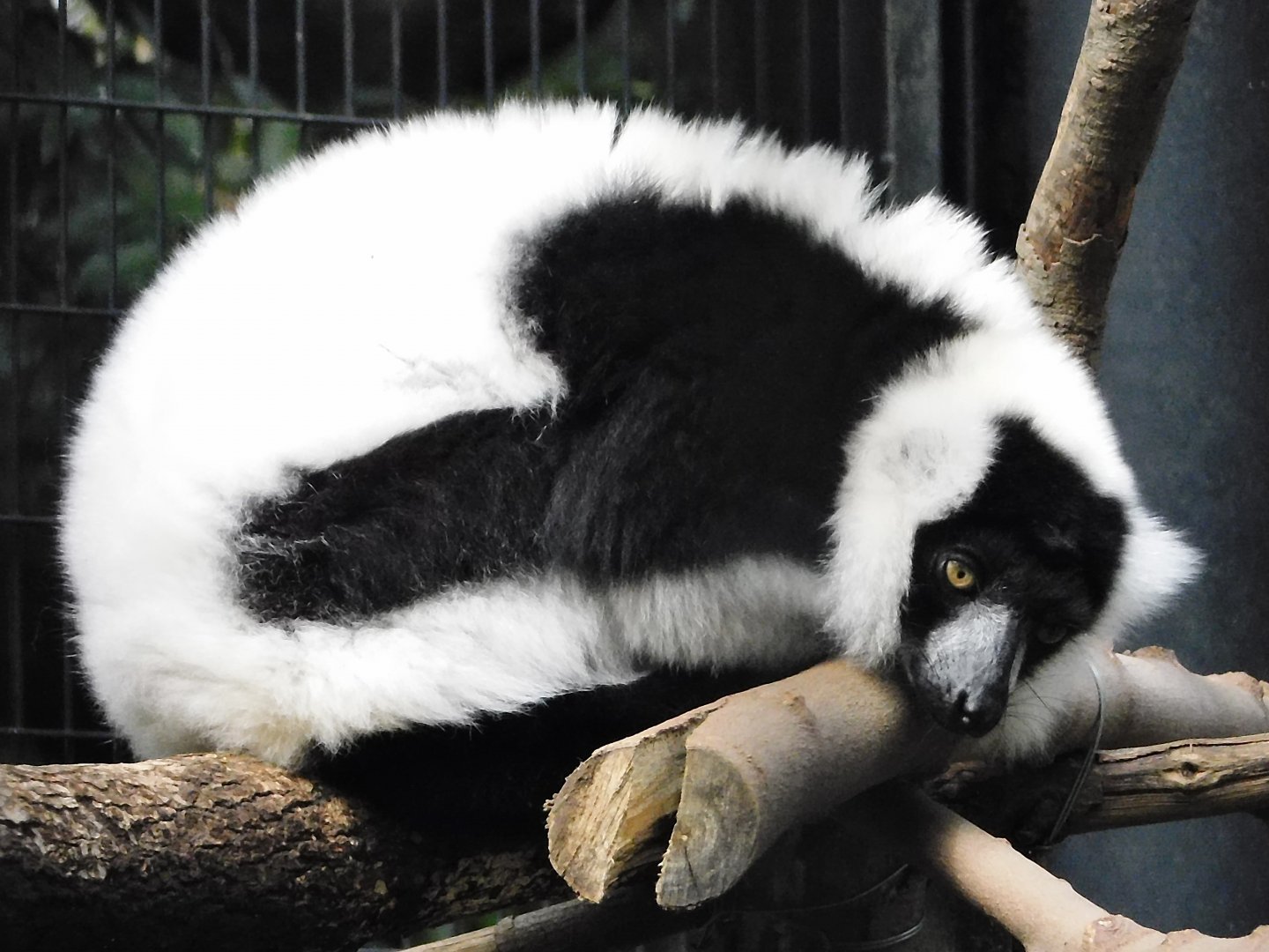 Black and White Ruffed Lemur (Varecia variegata) - Yumemigasaki Zoological Park October 12, 2025