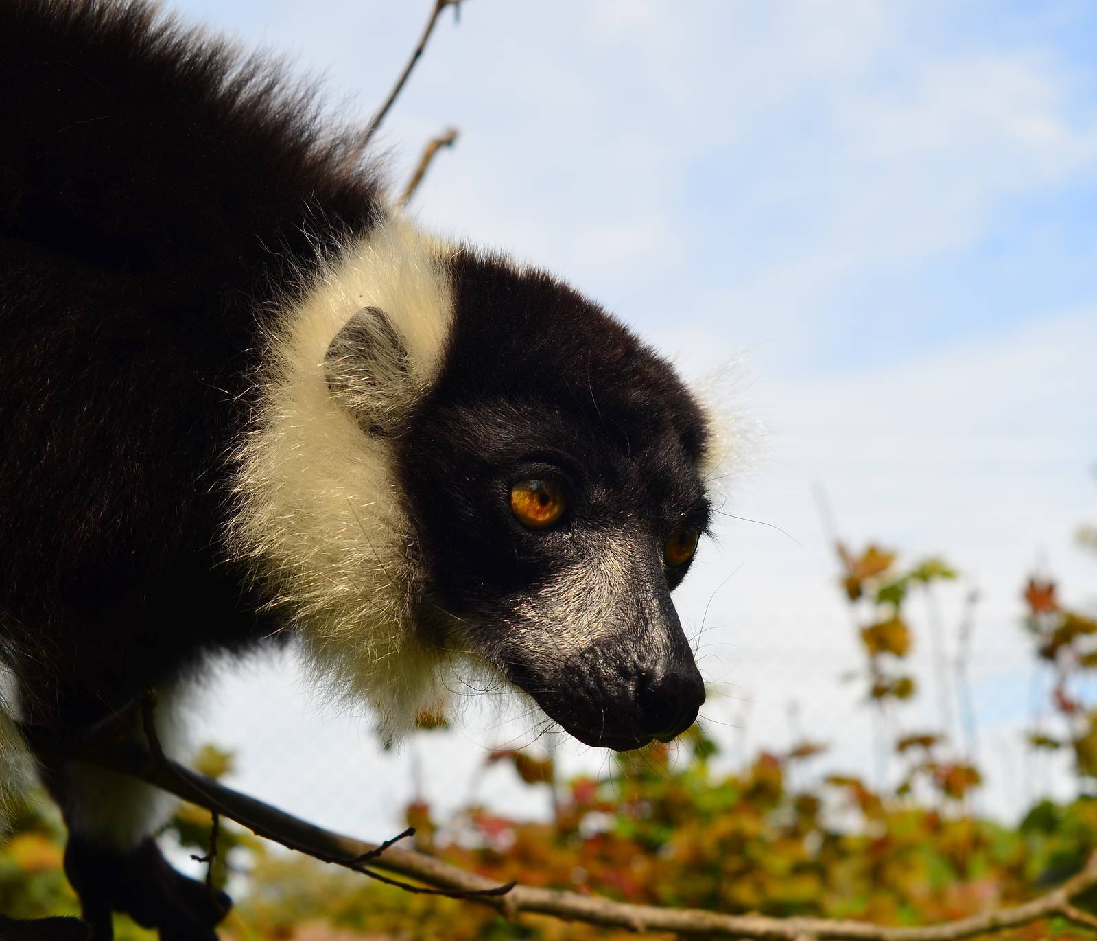 Black and White Ruffed Lemur (Varecia variegata)