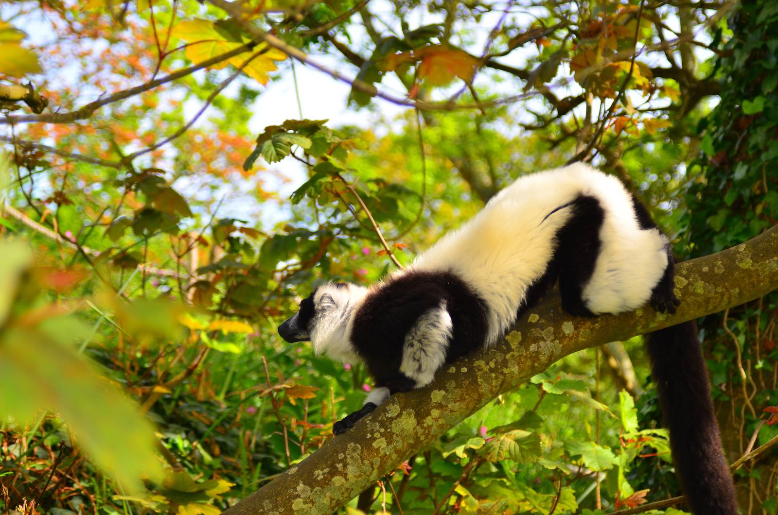 Black and White Ruffed Lemur (Varecia variegata)