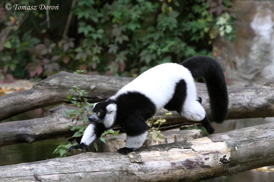 Black-and-white ruffed lemur (Varecia variegata)