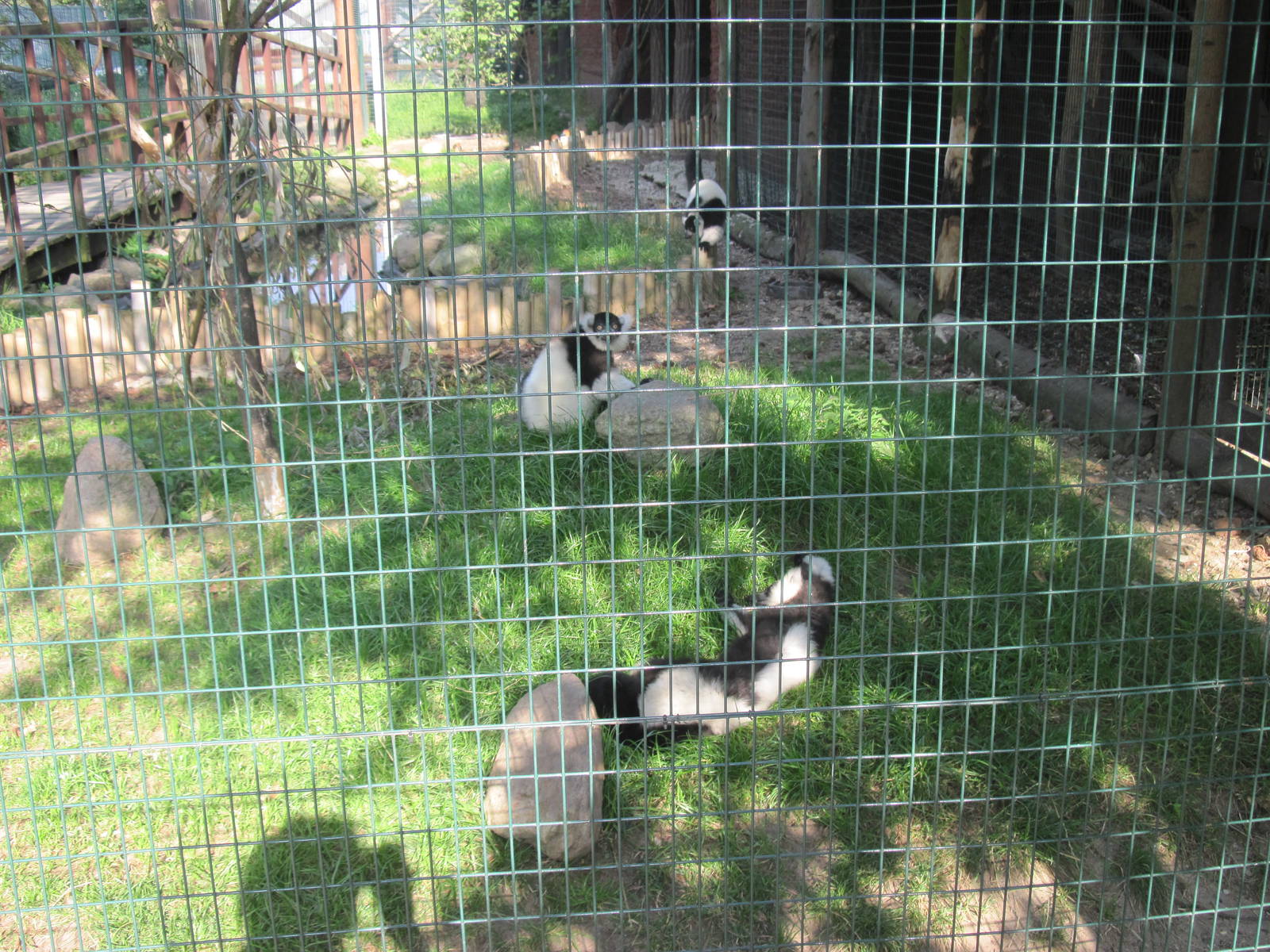 Black-and-white ruffed lemur (Varecia variegata)