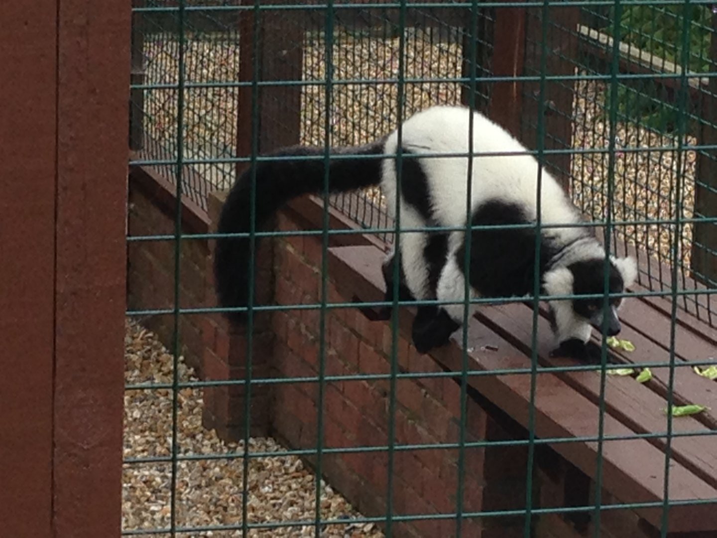 Black and White Ruffed Lemur - (Varecia Variegata)