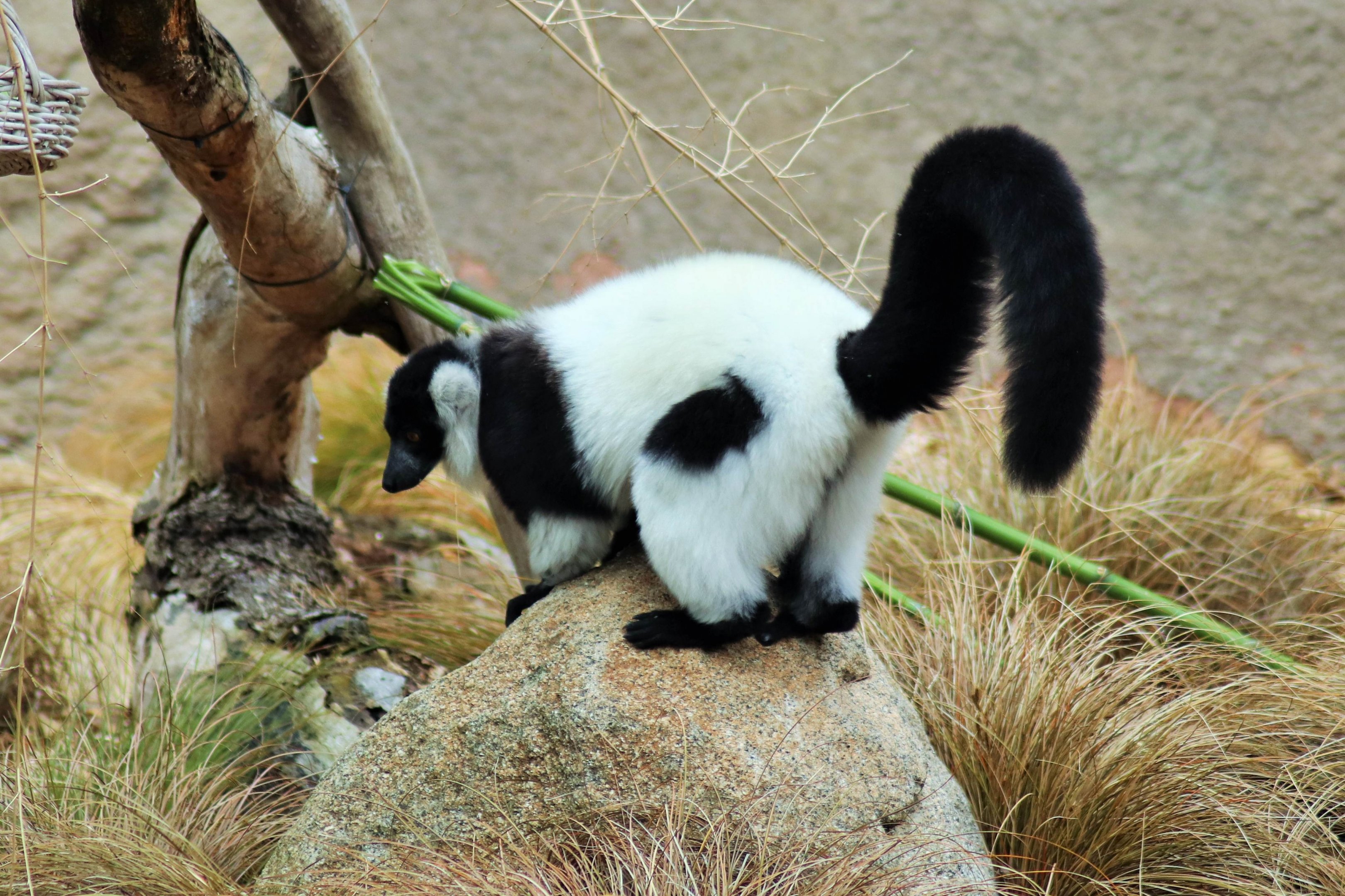 Black-and-white Ruffed Lemur (Varecia variegata)