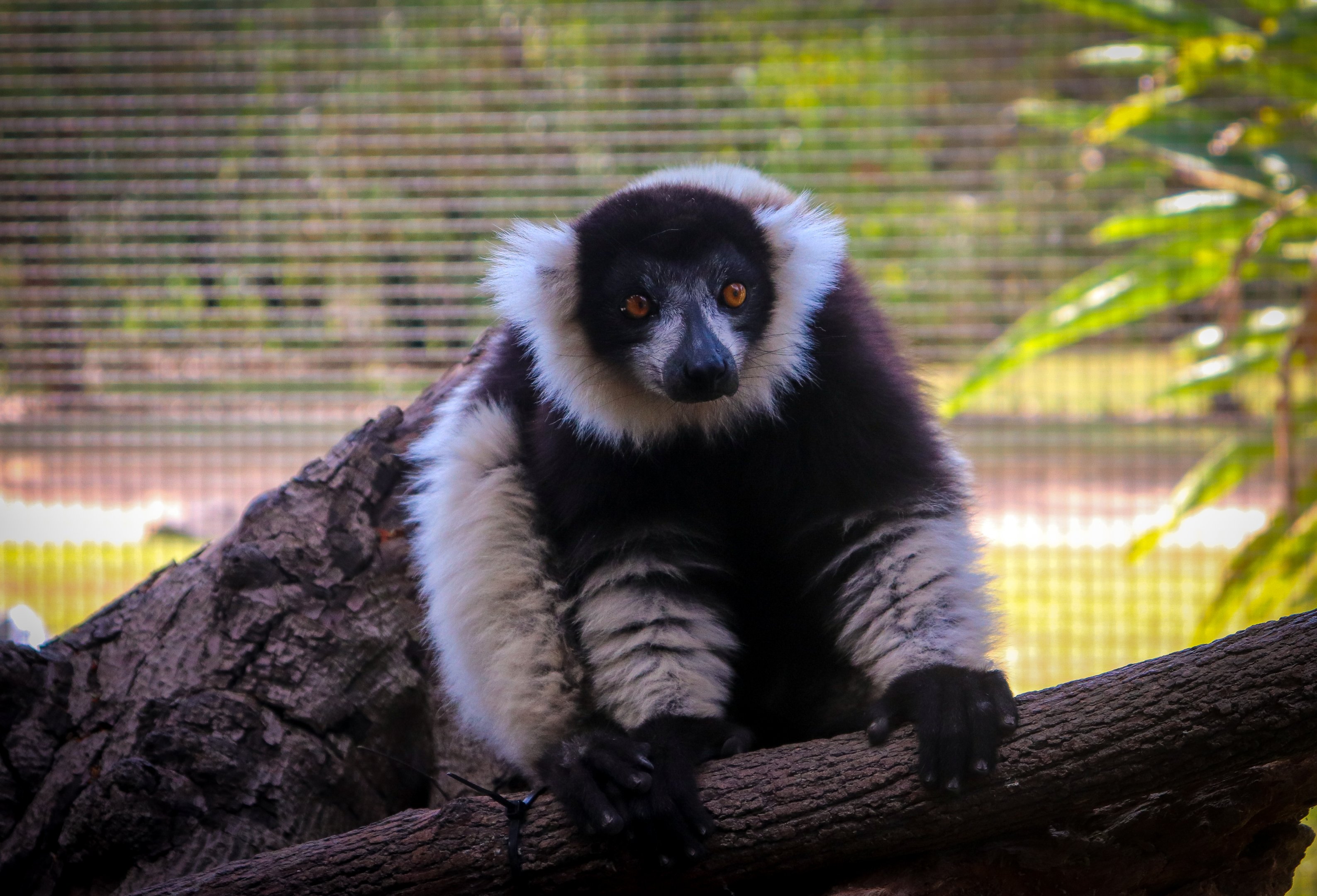 Black-and-White Ruffed Lemur (Varecia variegata)