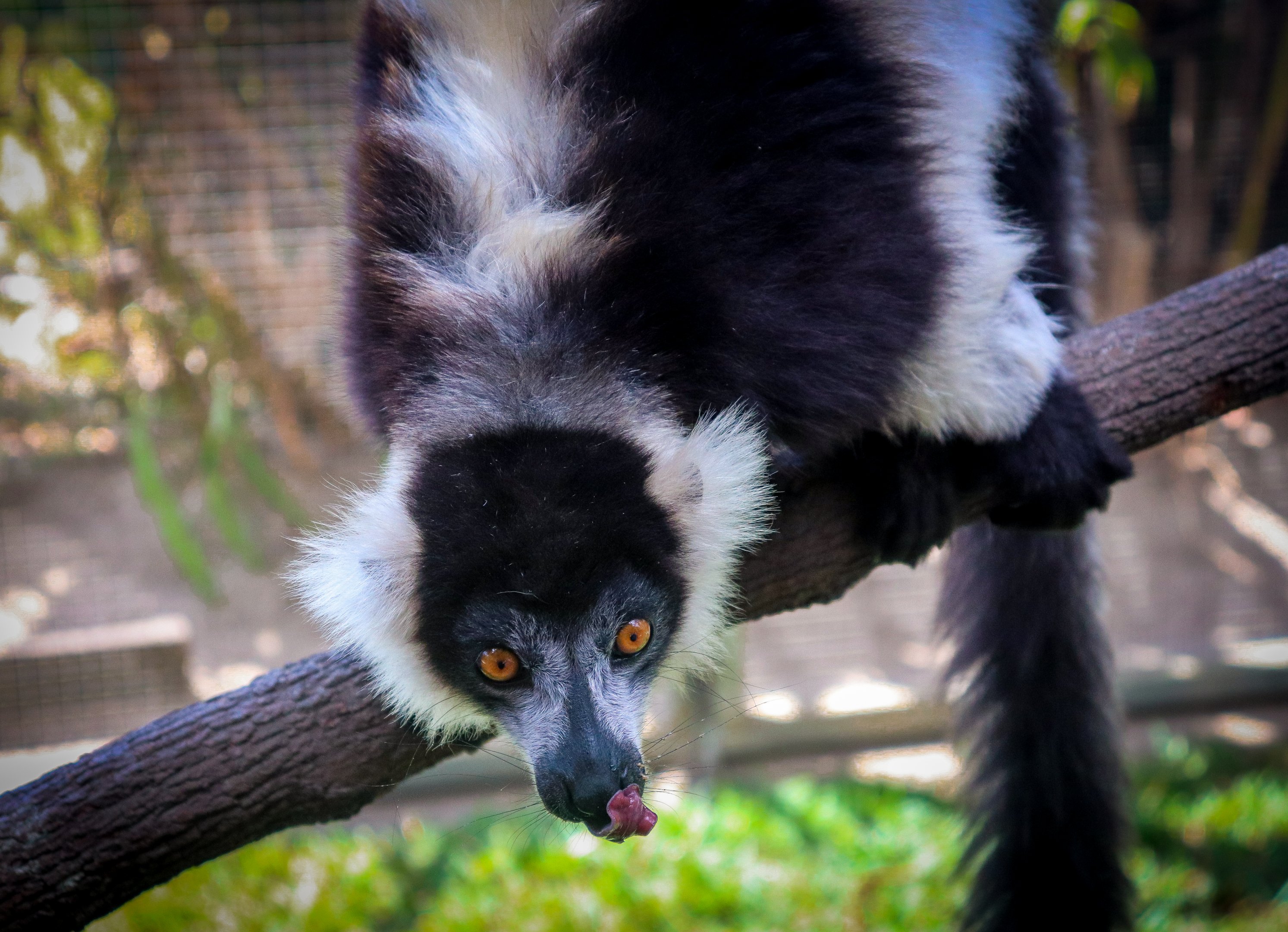 Black-and-White Ruffed Lemur (Varecia variegata)