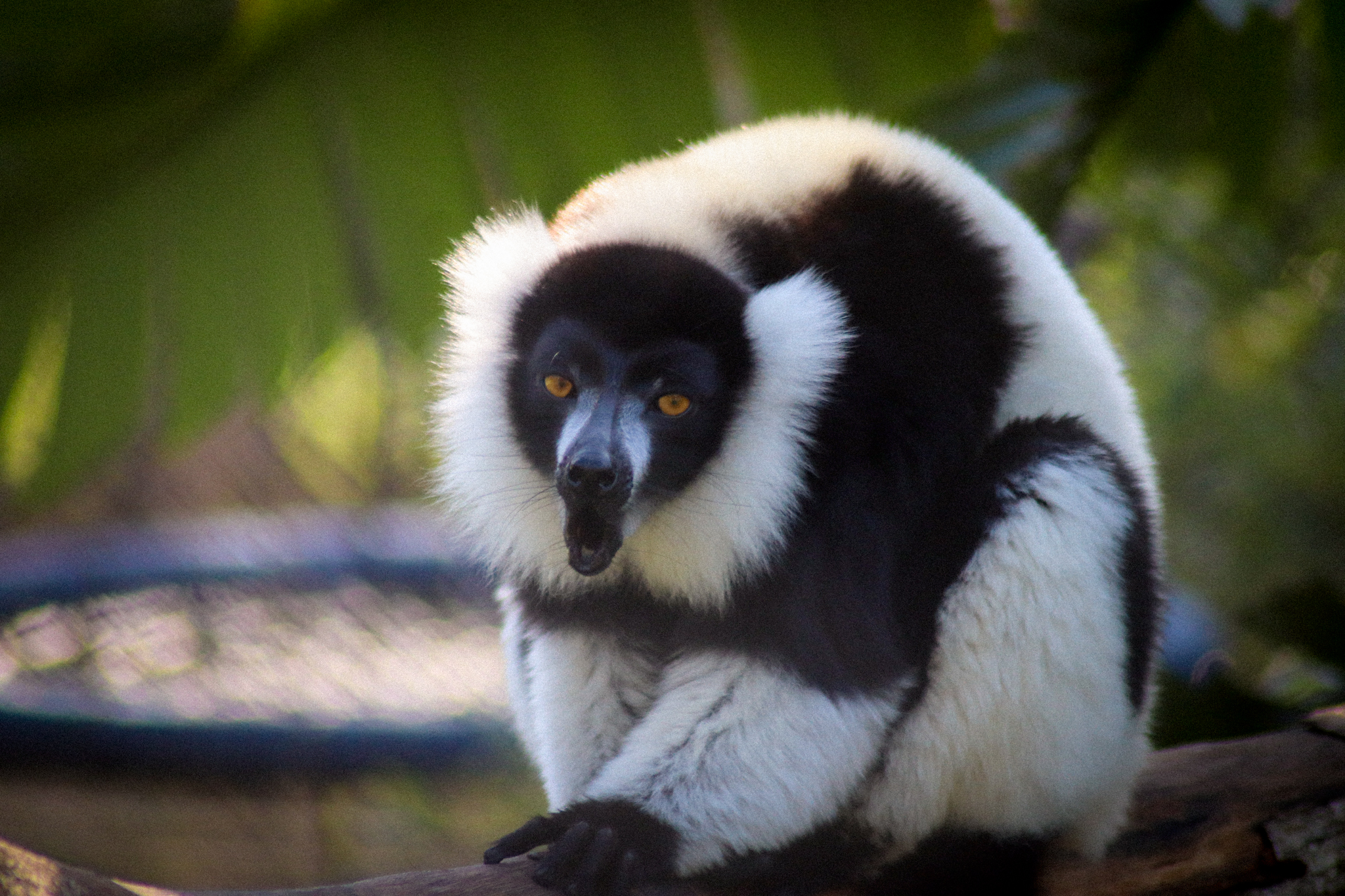 Black-and-white Ruffed Lemur (Varecia variegata)