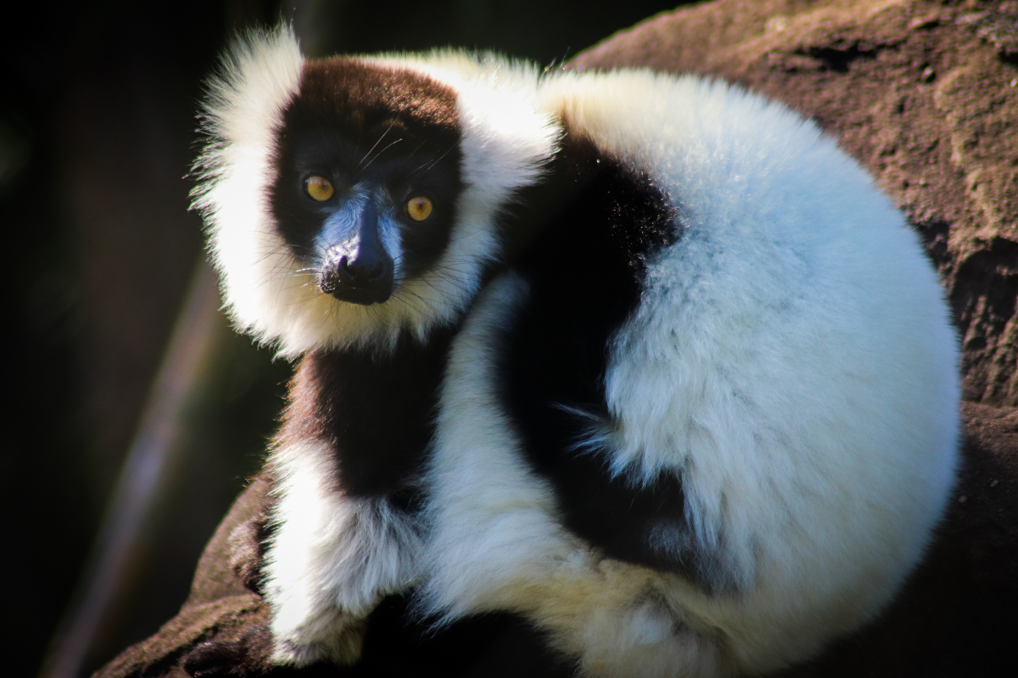 Black-and-white Ruffed Lemur (Varecia variegata)