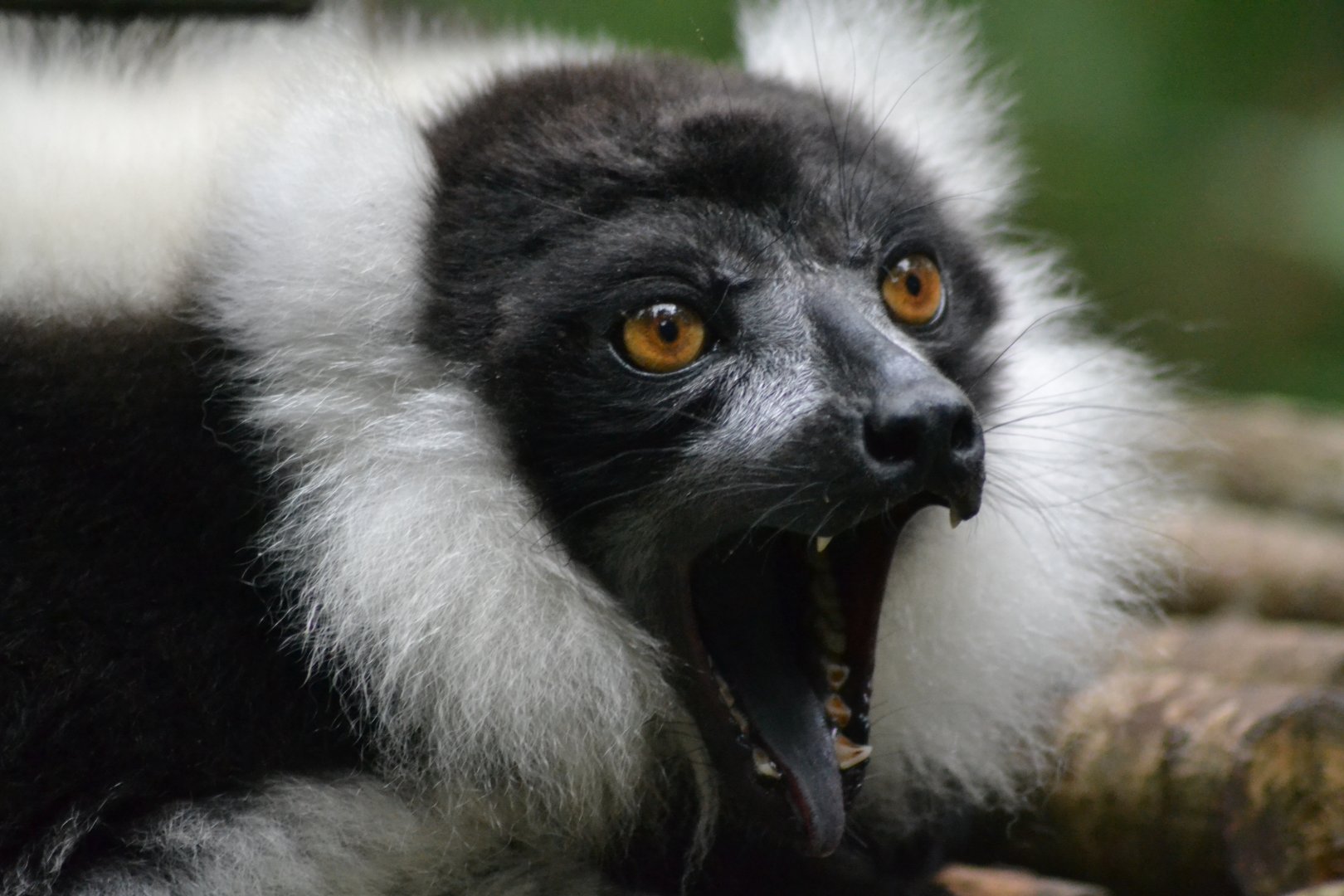 Black-and-white ruffed Lemur - Varecia variegata