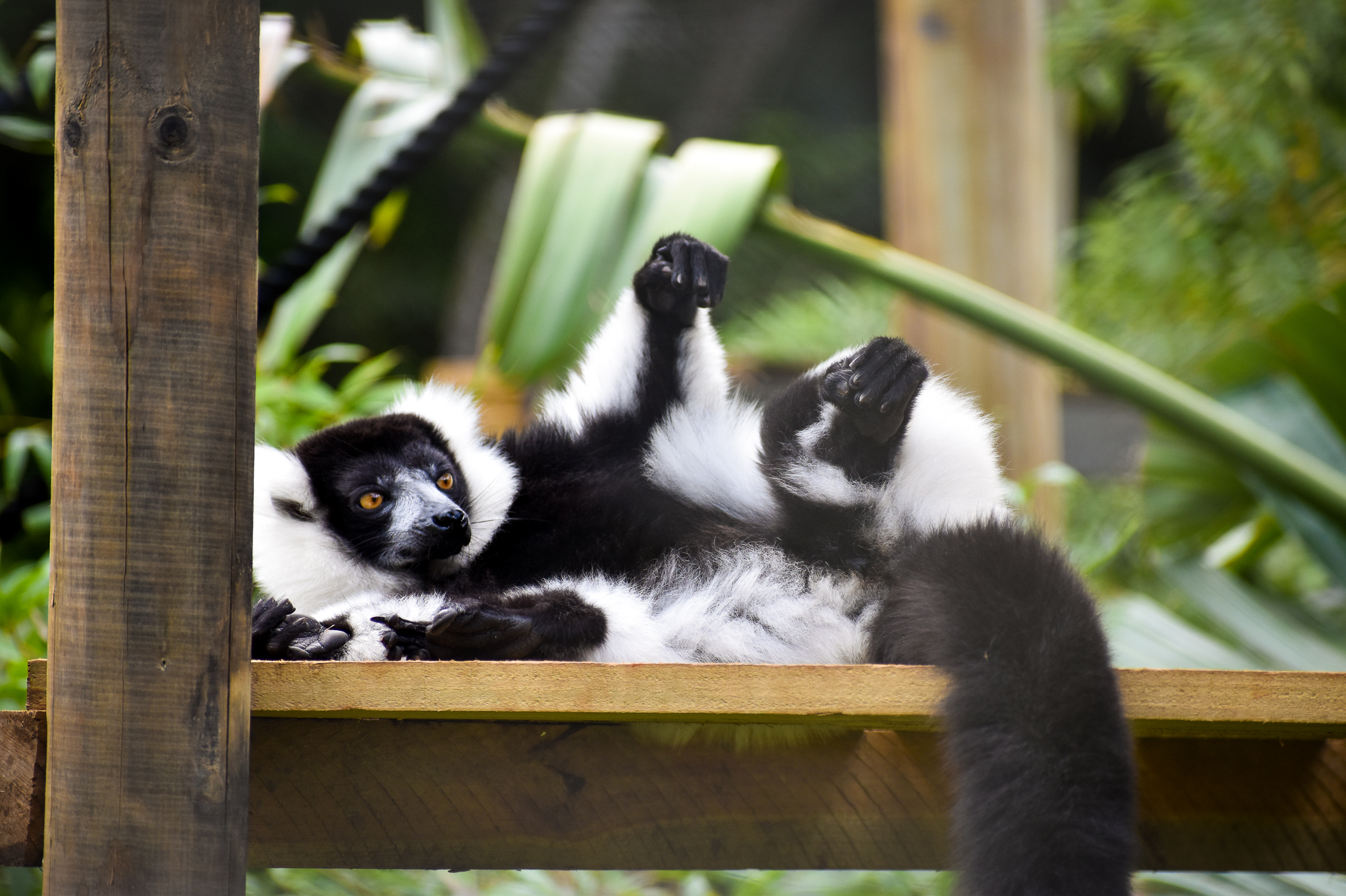 Black-and-white Ruffed Lemur (Varecia variegata)