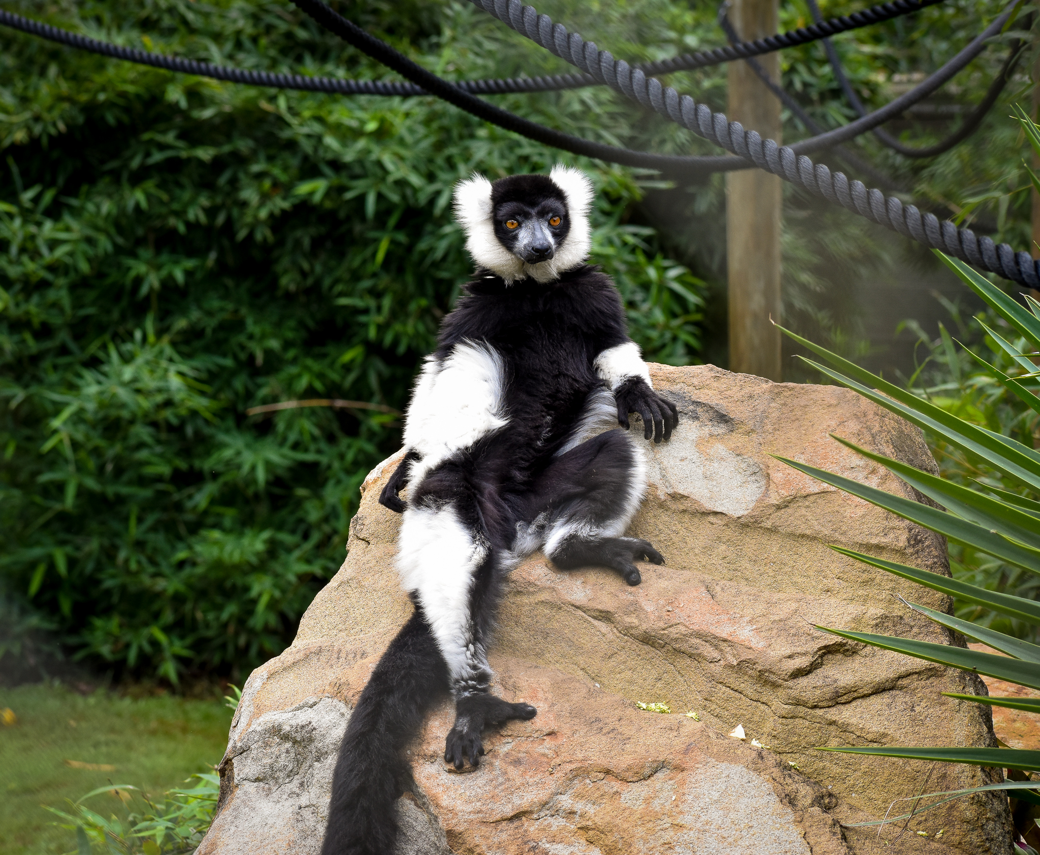 Black-and-white Ruffed Lemur (Varecia variegata)