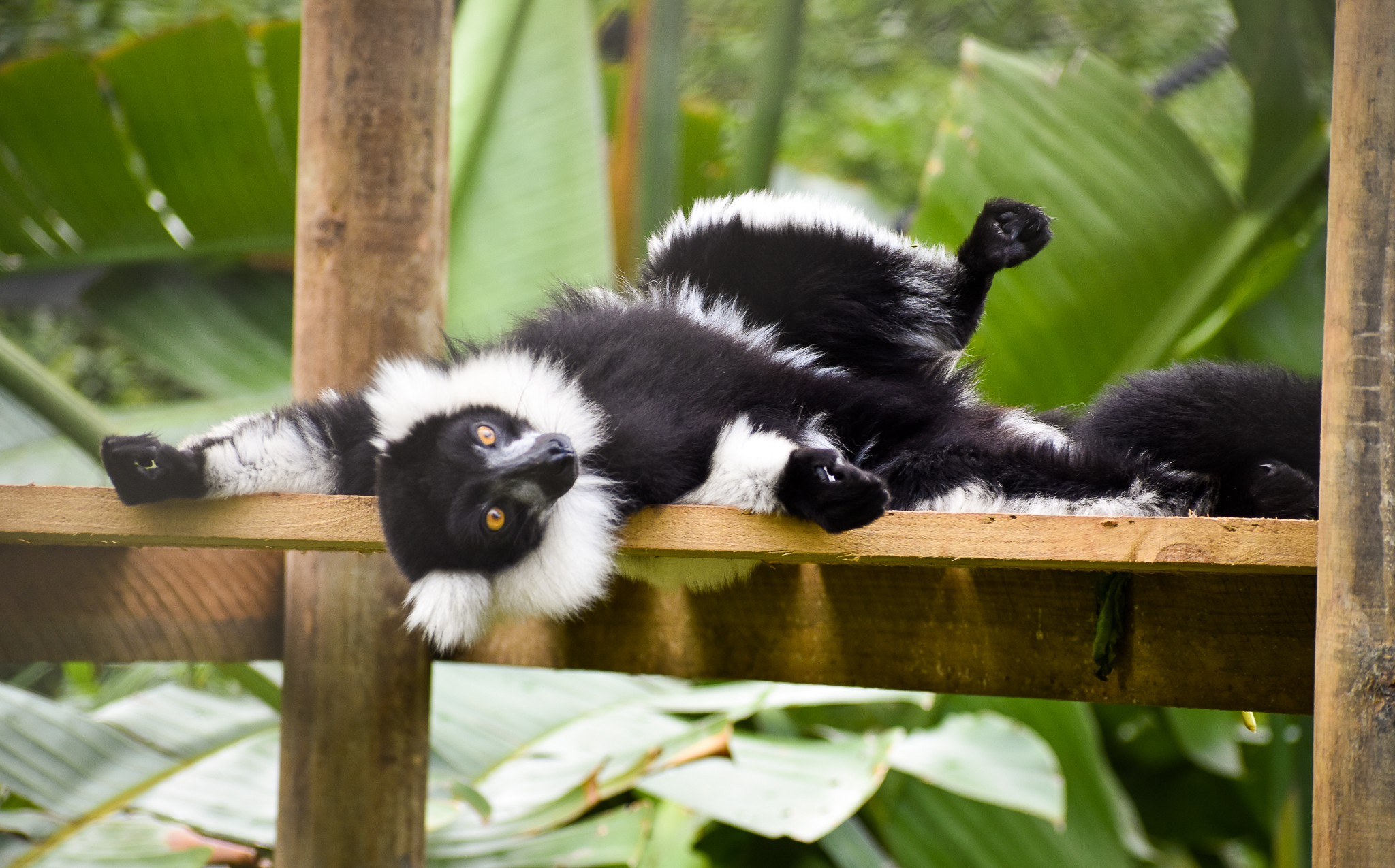 Black-and-white Ruffed Lemur (Varecia variegata)